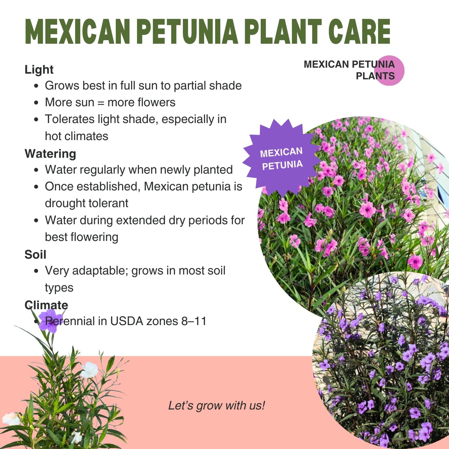 3 Mix Mexican Petunia Live Plants, Pink Petunia Flowers Seedlings, Petunias Live Plants, 4-8" Tall