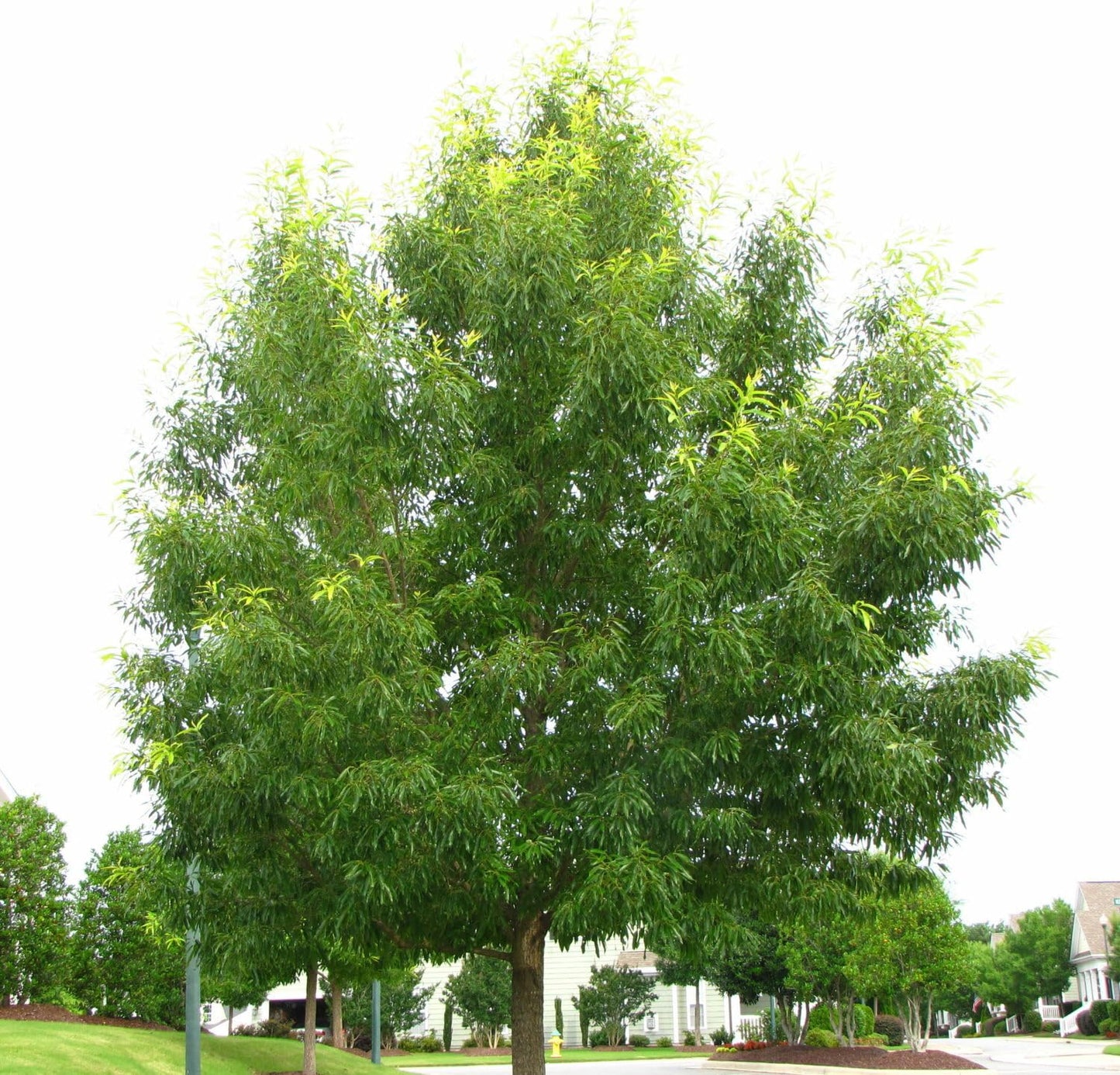 Live Plant - Sawtooth Oak Tree - 18-24" Tall - Live Plant - Bareroot - Quercus acutissima