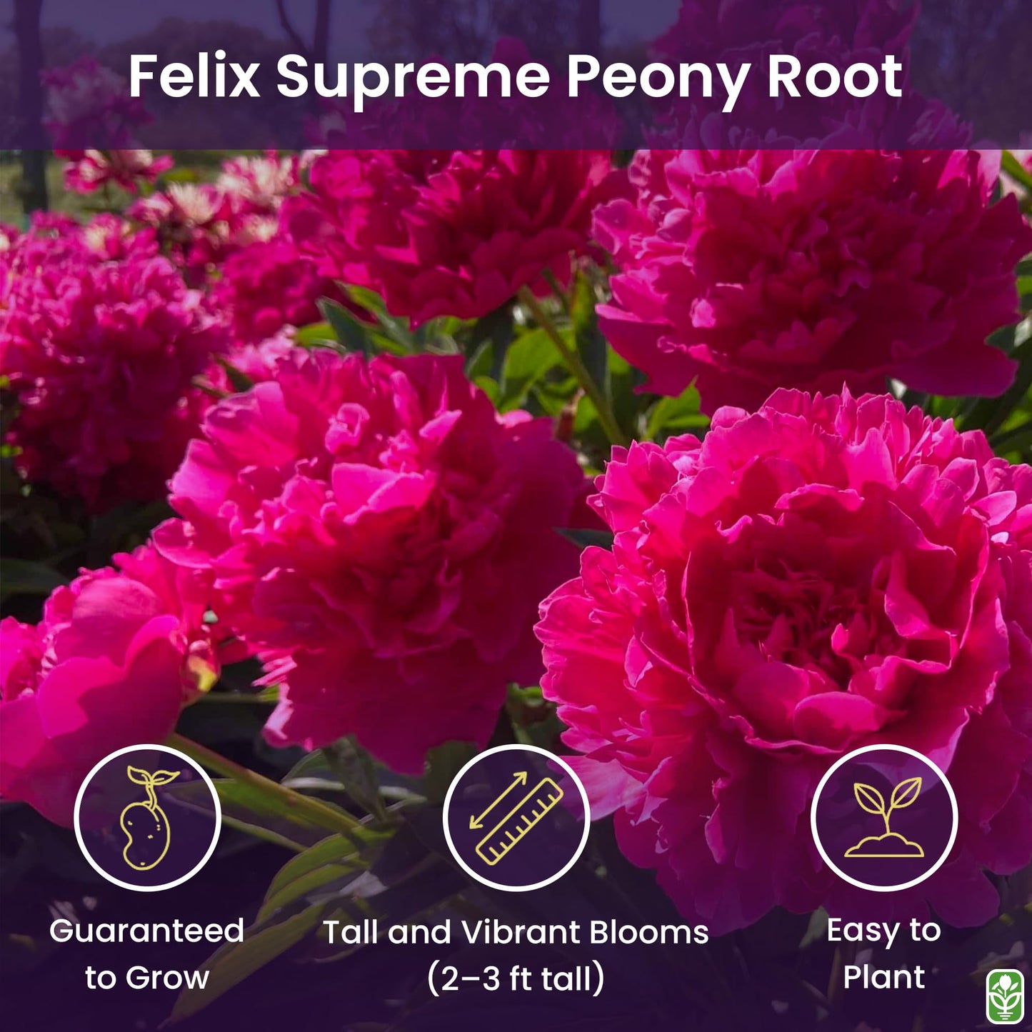 Peony Bare Root with 3-5 Eyes – Felix Supreme Peonies for Outdoor Planting – A Better Alternative to Bulbs and Seeds