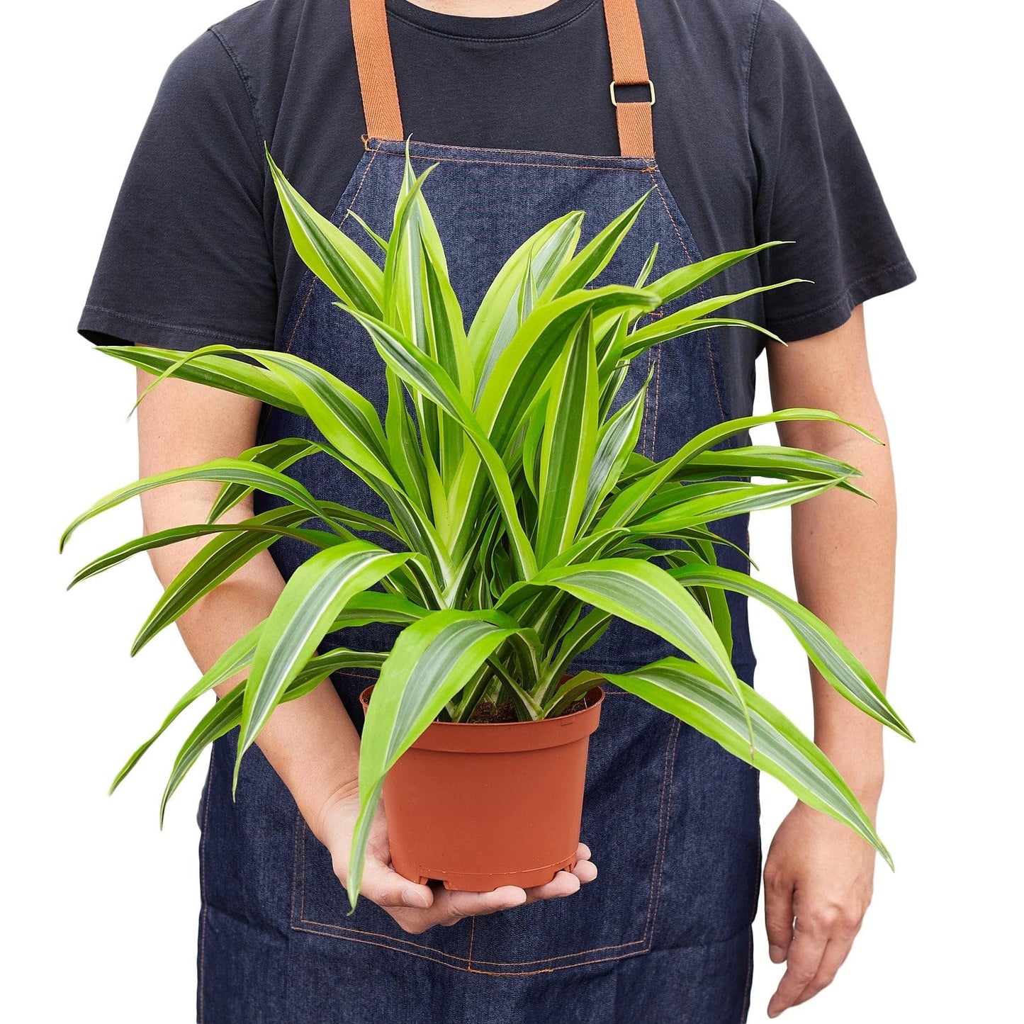 Dracaena Deremensis 'Lemon Surprise' | Live Plant for Indoor & Outdoor | for Living Room, Office, Bathroom | (4" Pot)