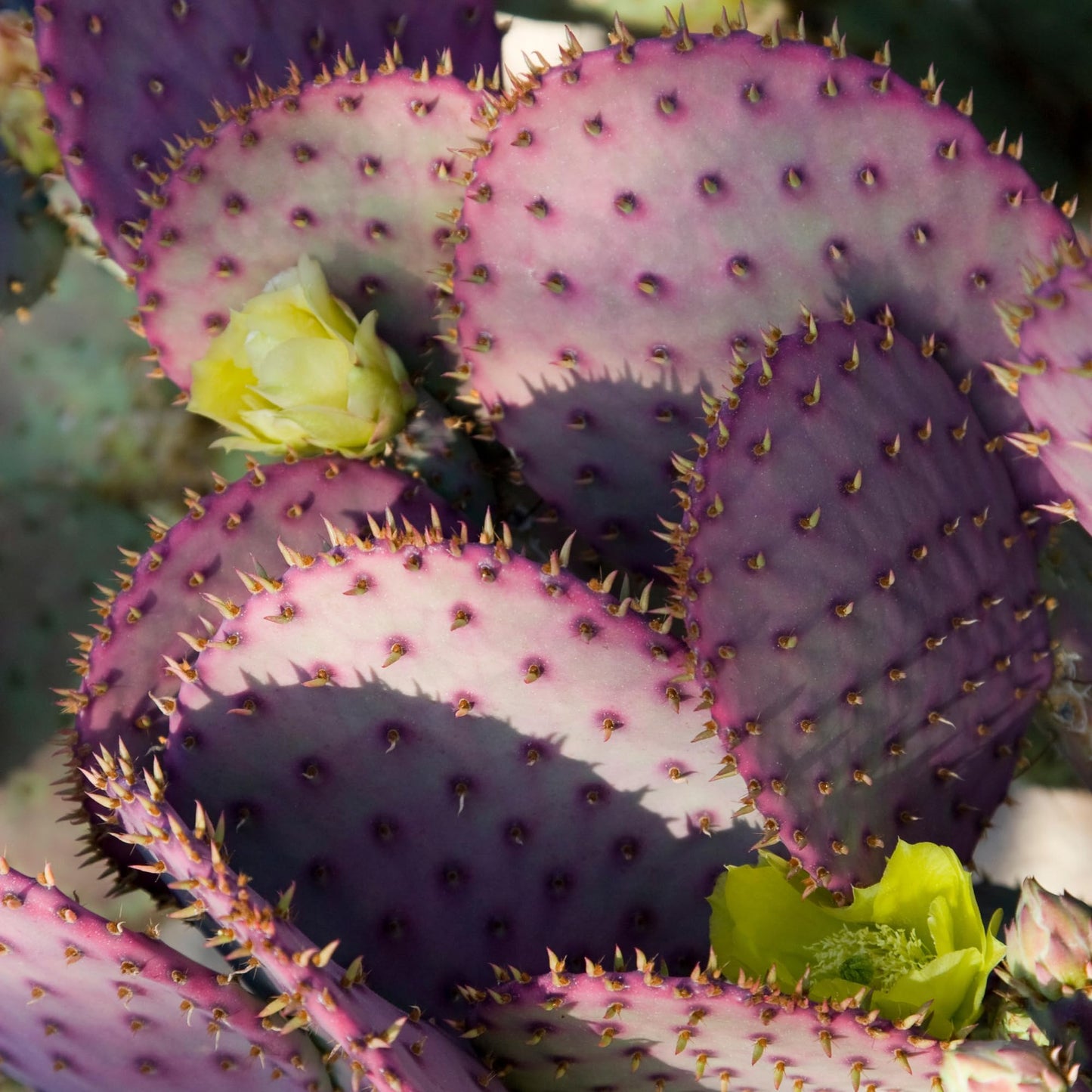8 Months Old Purple Prickly Pear Cactus Plants Live Potted, 4-6 Inch Tall, Prickly Cactus Live Plant Indoor Outdoor Planting, Hardy Succulent for Home or Garden