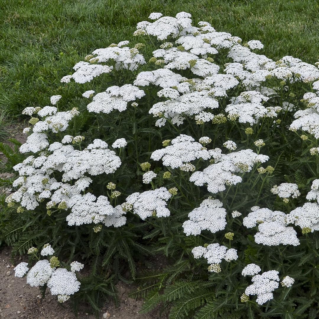 Live Plant from Green Promise Farms - Proven Winners, Achillea x 'Firefly Diamond' Yarrow, White Flowers - #1 Gallon Size Container