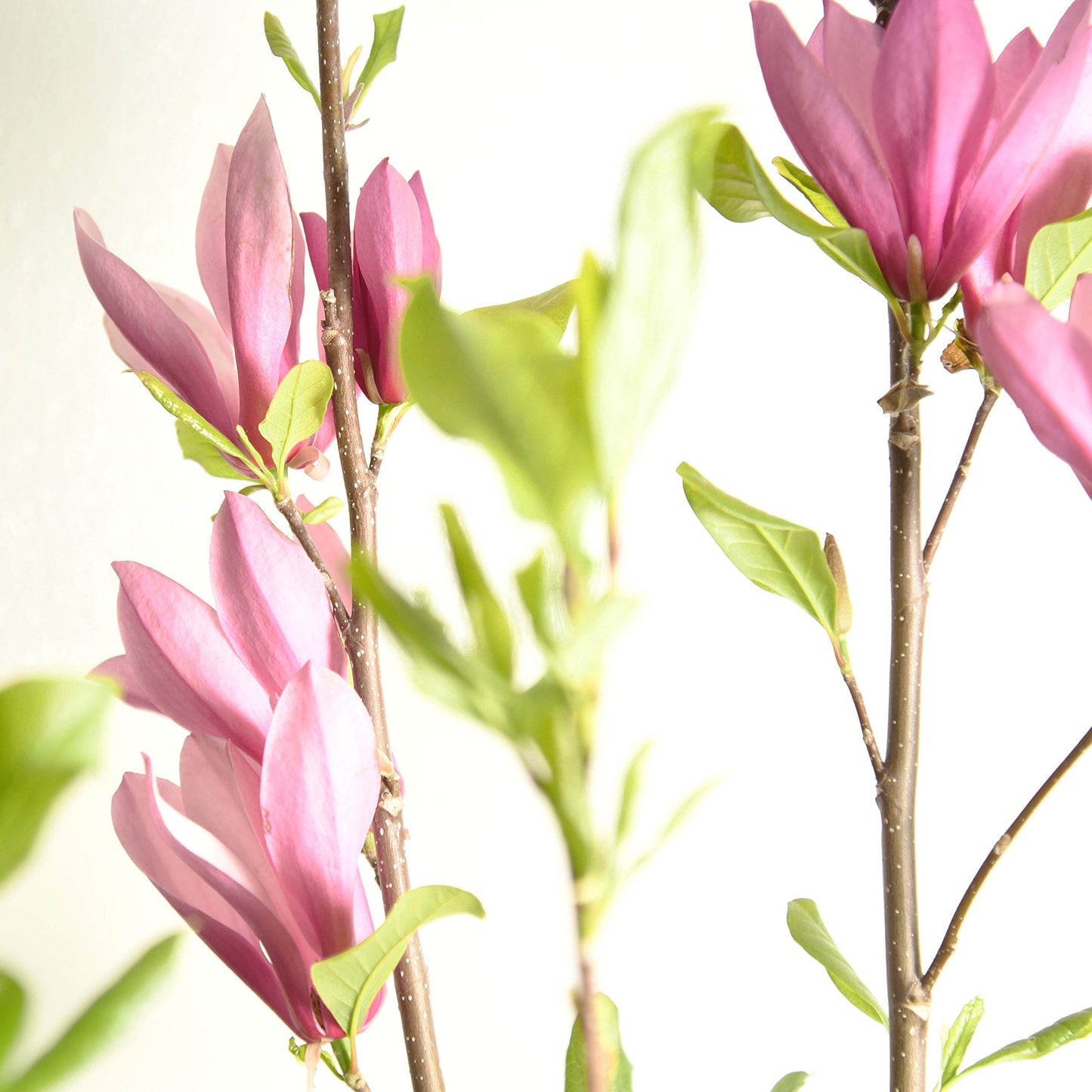 Perfect Plants Jane Magnolia Live Plant, 5 Gallon, Includes Care Guide