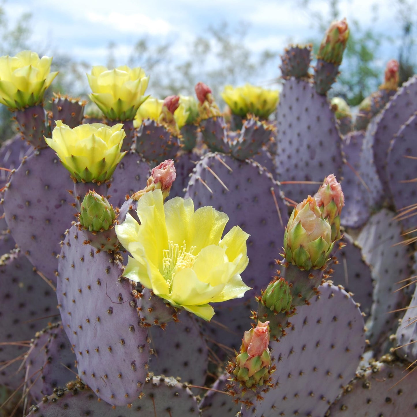 Live Purple Prickly Pear Cactus Plant for Planting, 8 Months Old, 4 to 6 Inch Potted Cactus Plant, Hardy Succulent for Home or Garden
