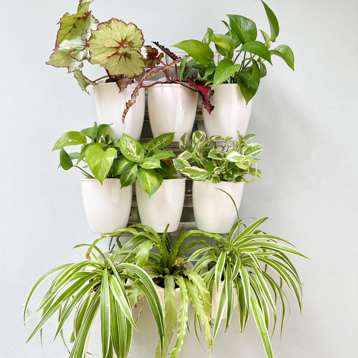 LáLáGreen Wall Planters for Indoor Plants - 10 Pack, 4 Inch Self Watering Planters and Pots, White Wall Mount Planter Plant Holder, Modern Hydroponic Wall Pots Vertical Living Plant Garden Decor