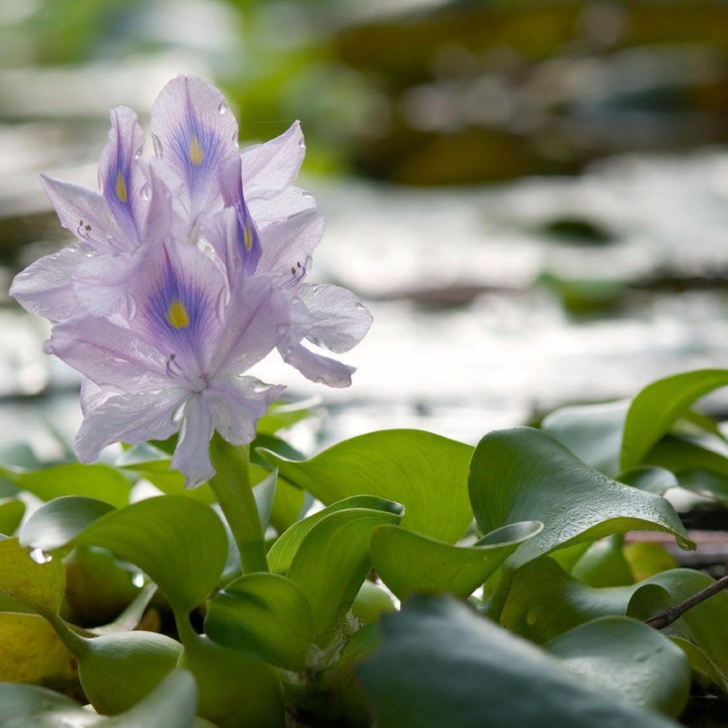 Chalily Water Hyacinth Floating Pond Plants Live Aquatic Plant Great for Koi Ponds Flowering and Fast Growing Hyacinths Cannot Ship to Some States (3)