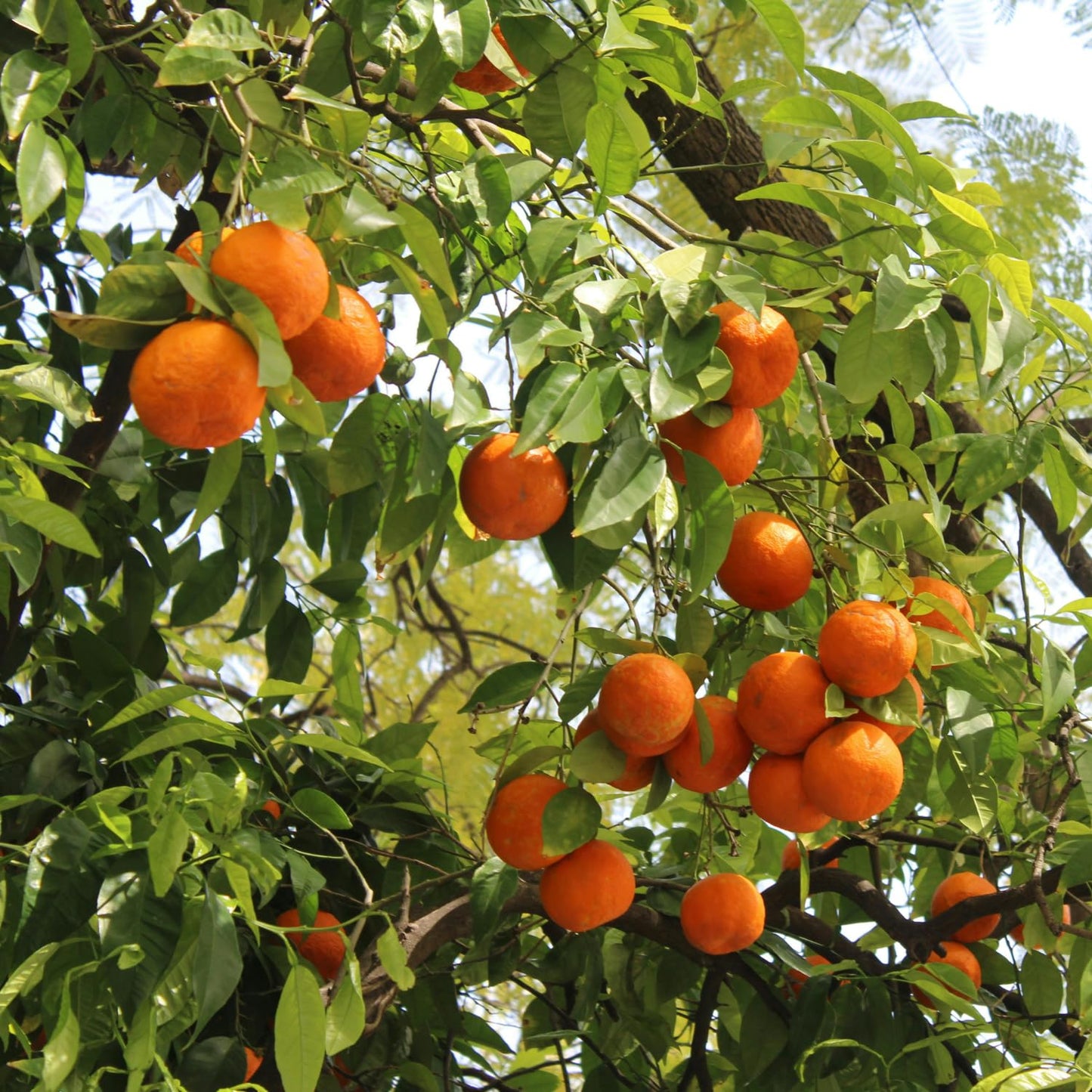 Calamansi Tree Live Plant, Calamondin Citrus Tree, Fruit Bearing Already, 2-3 Feet Tall in 3 Gallon Pot, Indoor Outdoor Planting