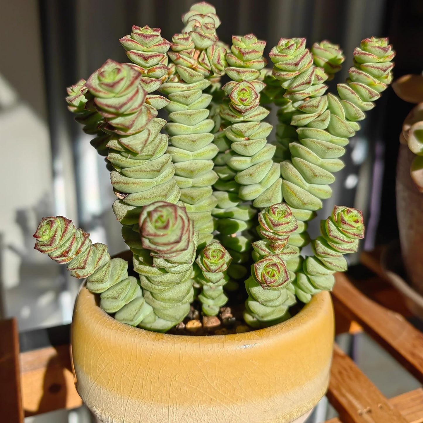 Sprout N Green 4" String of Buttons, Live Crassula 'Baby's Necklace' Trailing Succulent Rooted in Pot, Houseplant for Home Office Hanging Decoration, DIY Projects, Party Favor, Keep Away from Pets