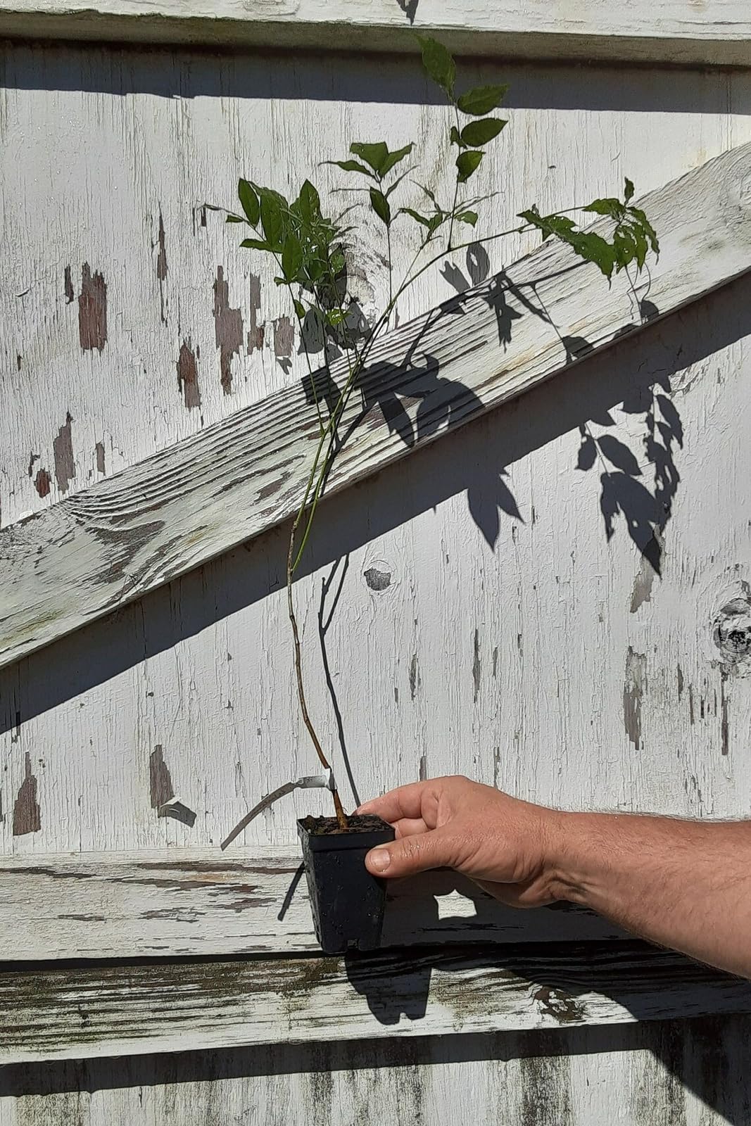 Live Plant - Purple Chinese Wisteria Tree - 10-15" Live Plant - 2.5" Pot - Wisteria sinensis