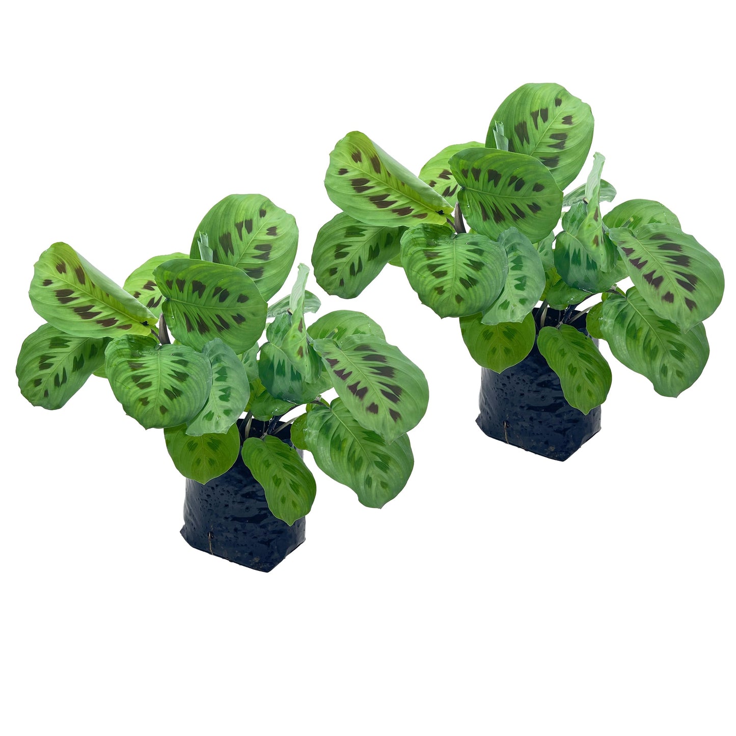 LEAL PLANTS ECUADOR Calathea Maranta (Pack of 2) Fascinating Leaf Movement, Easy Care Tropical Houseplant, Air-Purifying, Ideal for Home & Office Decor, Unique Living Plant Gift
