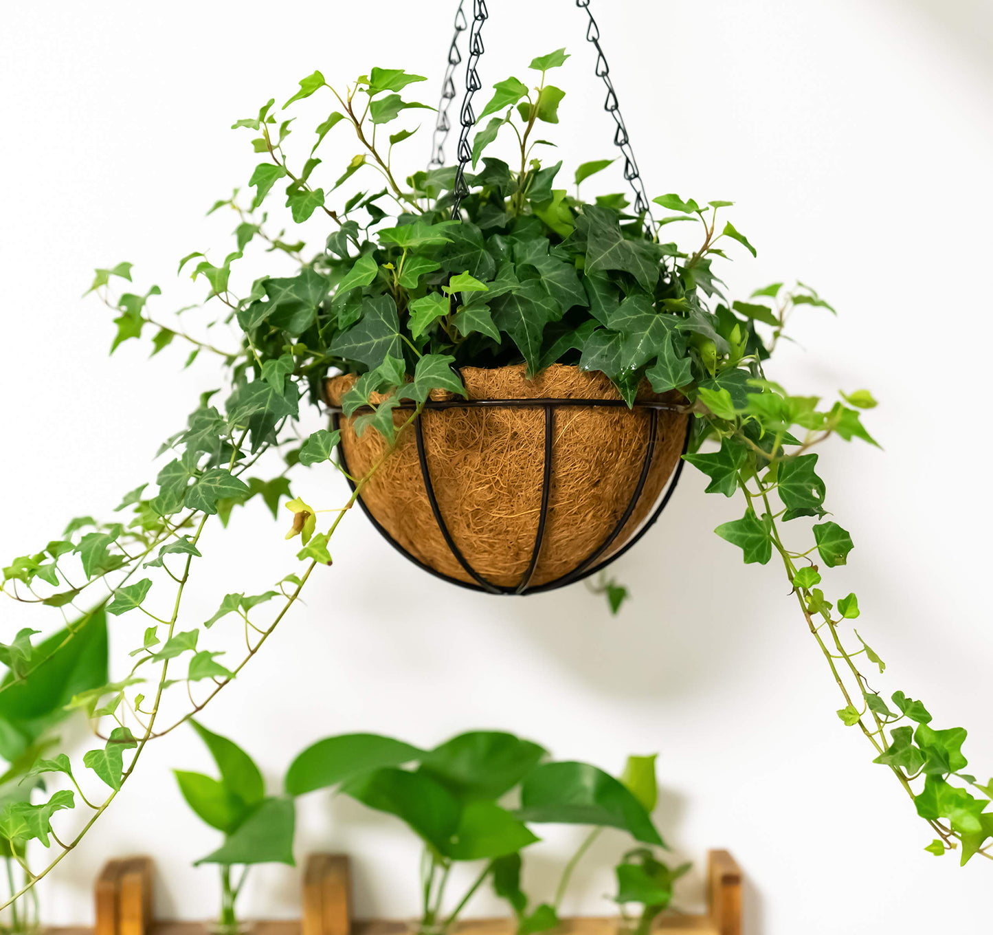 Kingbuy 8" Metal Hanging Plant Baskets with Coconut Liner (1 Pack) - Farmhouse Wire Planters Flower Pots for Plants Ferns Indoor Outdoor Balcony Patio Garden Decoration