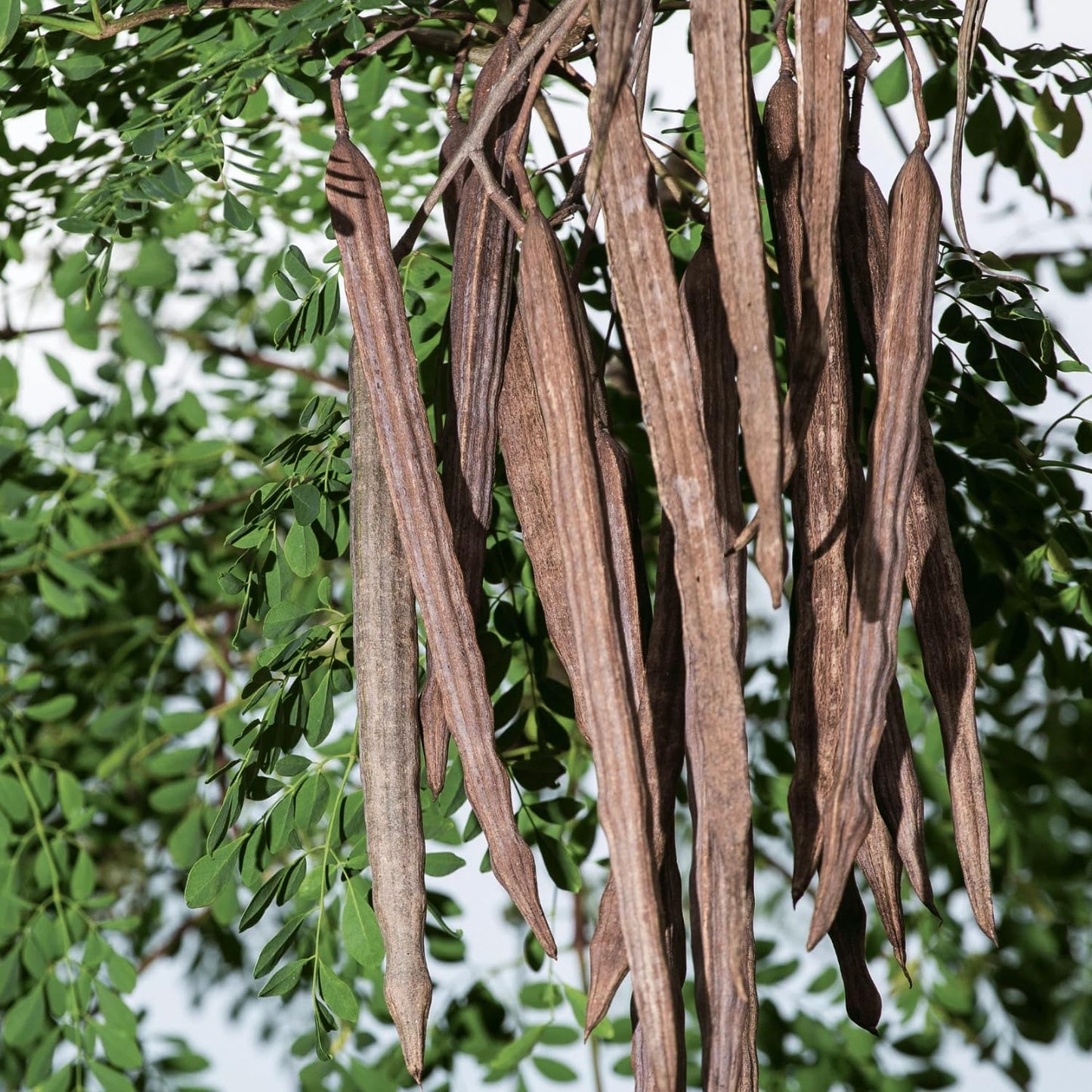 Moringa Oleifera Tree Live Plant, Malunggay Plant Live, 1 Year Old, Moringa Tree Plant Live, Drumstick Malunggay 4 Inc Pot Well-Rooted