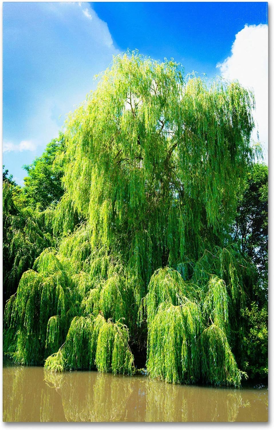 2 Foot Tall Weeping Willow Cutting - Thick Trunk, Ready to Grow - Iconic Weeping Canopy
