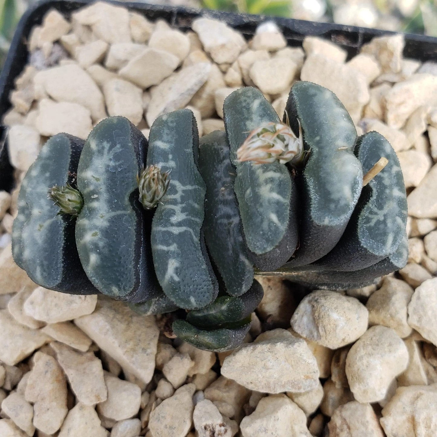 Haworthia Truncata Cacti Cactus Succulent Real Live Plant