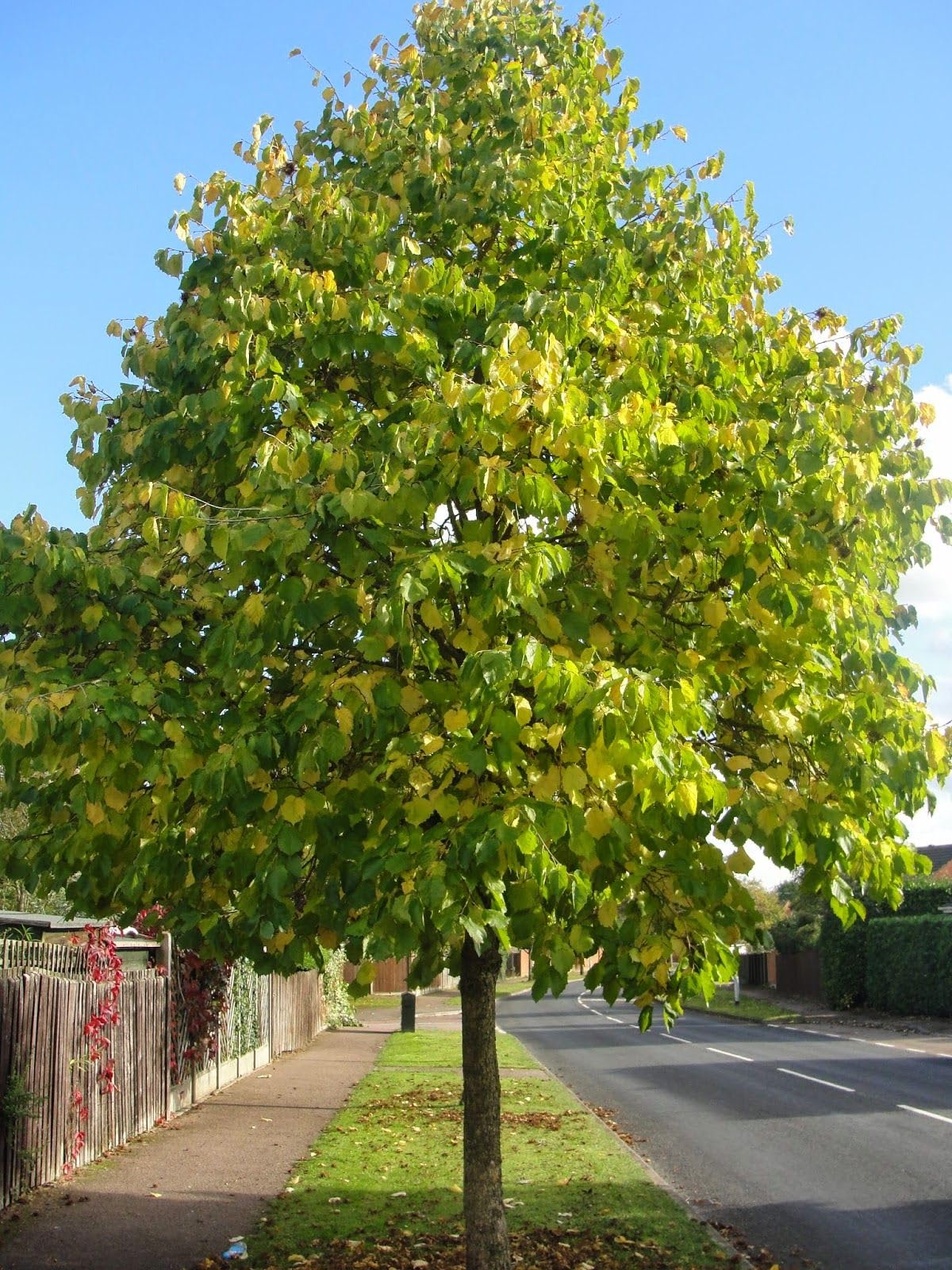 Walnut Tree Live Plant 1-3 Feet Tall, Fast-Growing Nut Tree for Home Gardens, Landscaping Growing