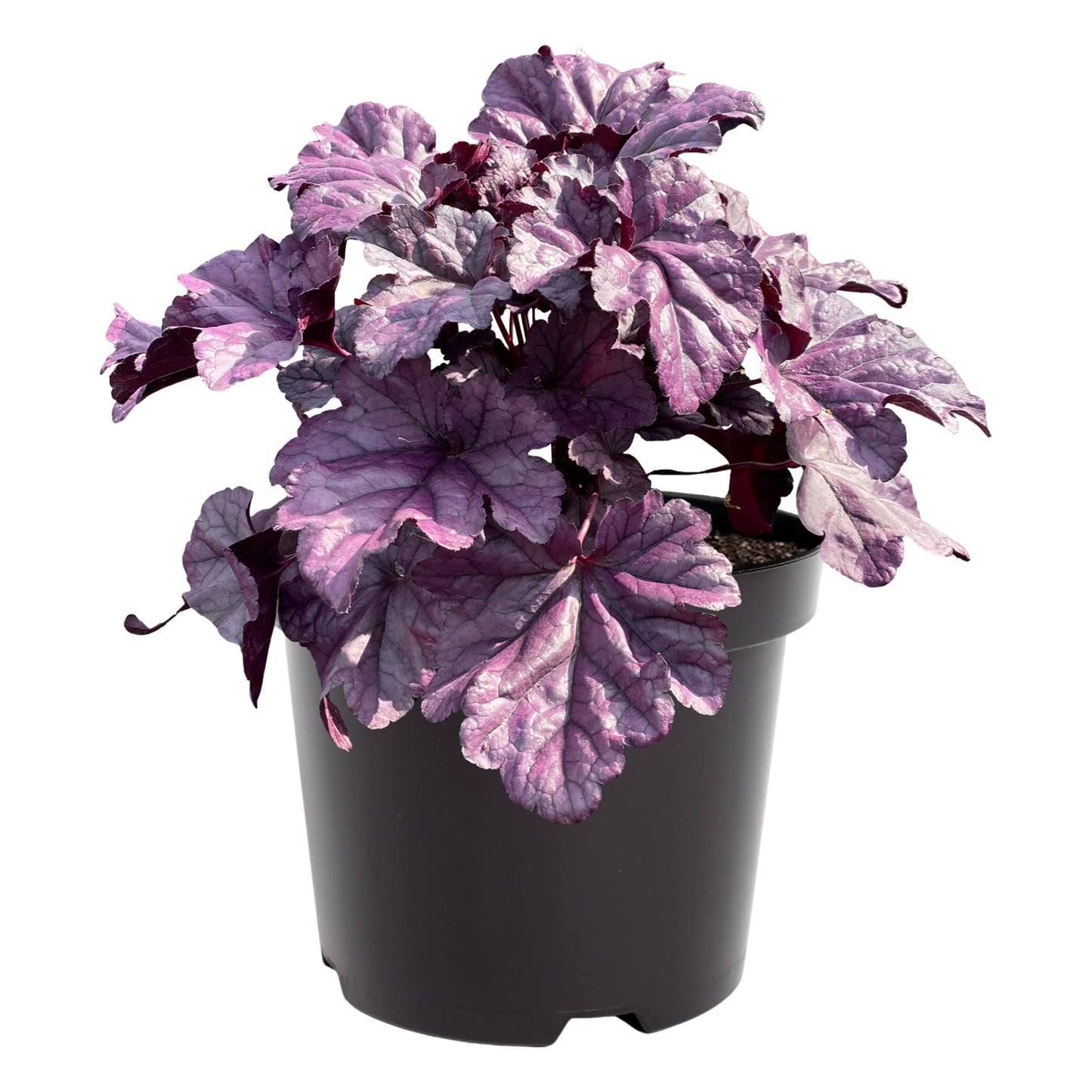 Live Heuchera (Coral Bells) - Shades of Purple - Beautiful Shade Perennial - Healthy Spring Plant - 12" Tall by 6" Wide in 2.5 Qt Pot