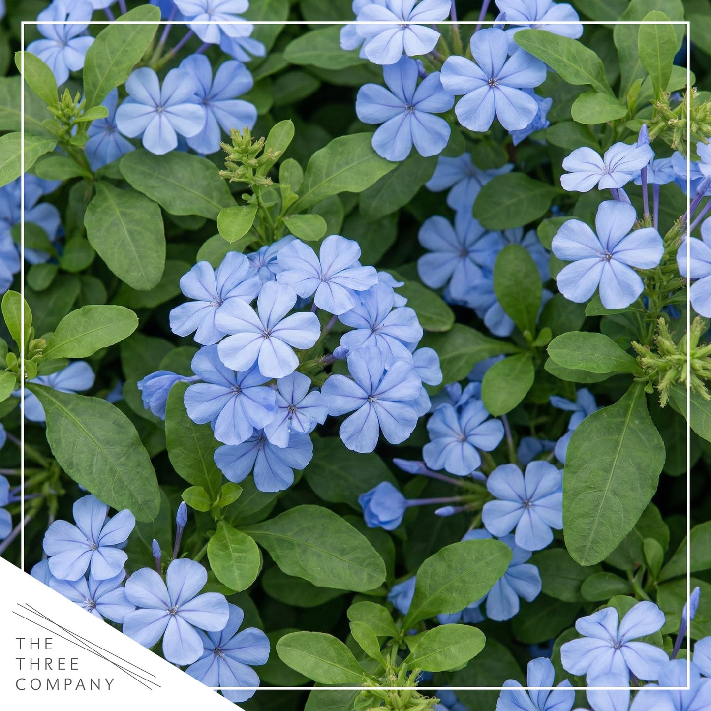 Live Hardy Plumbago 2-Pack – Blue Flowers – Sun Groundcover Perennial, Late Summer Color, 10” Tall, 1 Qt Pot