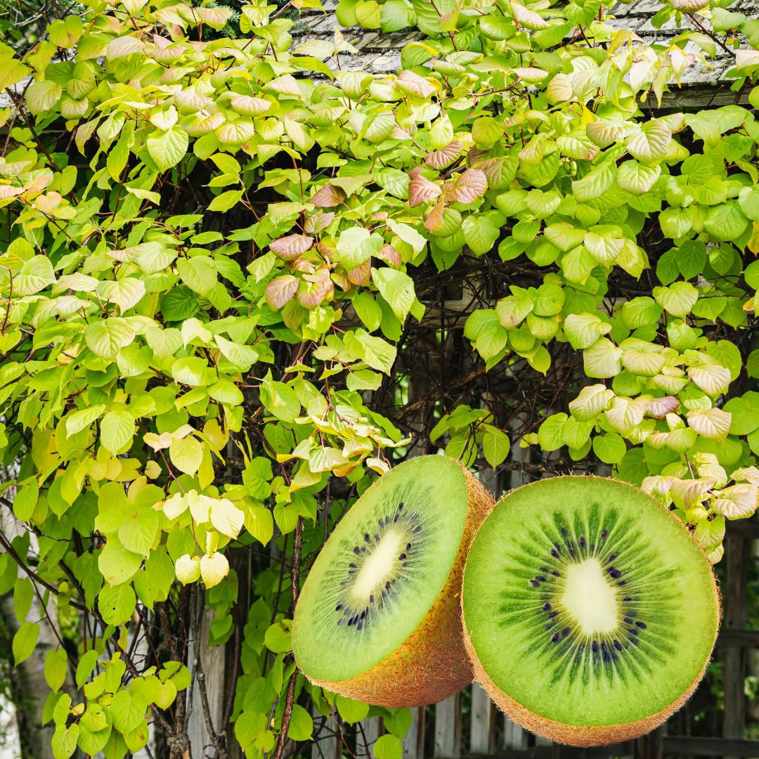 Pack 2 High-Yielding Kiwi Trees Live Plants Vine for Planting, Starter Size, 4 to 6 Inches in Tall, No Pot, Sweet and Hardy Tree