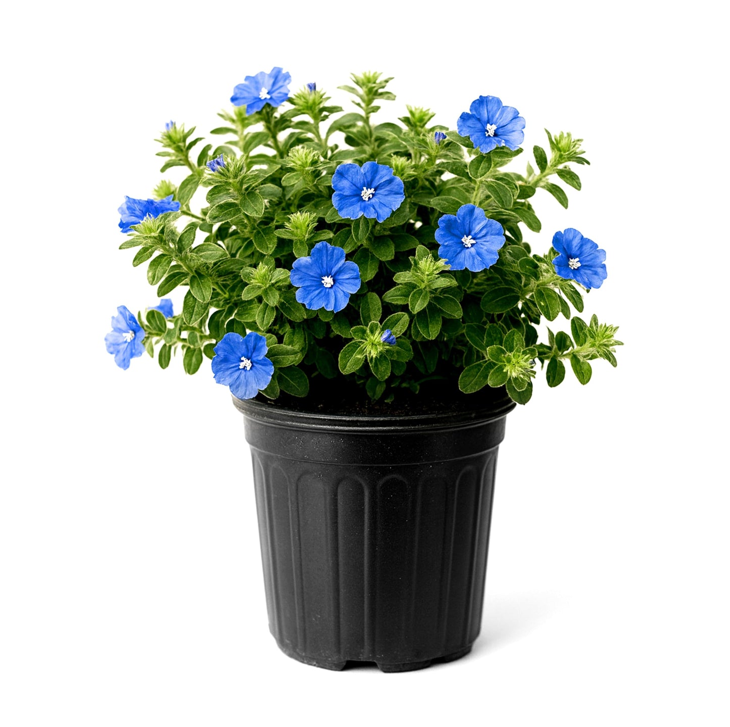 Blue Daze | 2 Large Trade Gallon Size Plants | Evolvulus Glomerata | Ground Cover, Heat Tolerant, Drought Tolerant, Low Maintenance, Perennial Blooms, Garden Border, Summer Flowers, Easy Care