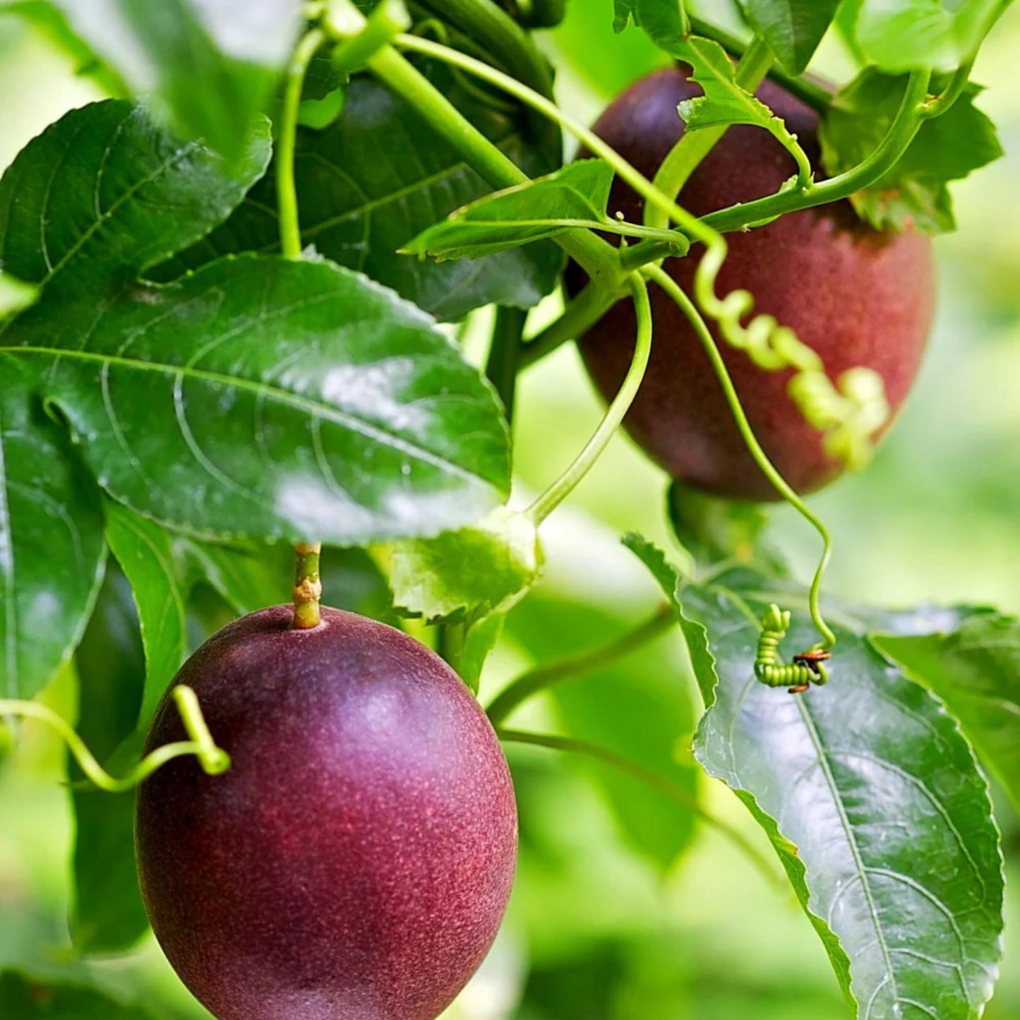 22+ Passion Fruit Seeds for Planting - Passion Seeds Passiflora Giant Granadilla Grow Your Own Plant Gardening Gift