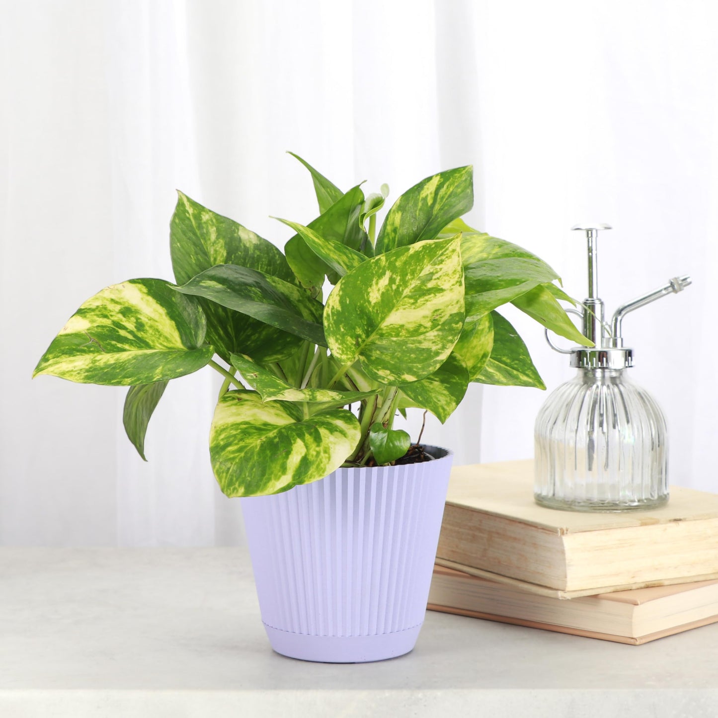Thorsen's Greenhouse Golden Pothos, Live Indoor Vining Plant, Easy to Grow, Variegated Houseplant, Natural Air Purifier (Lavender, 4-inch Pot)
