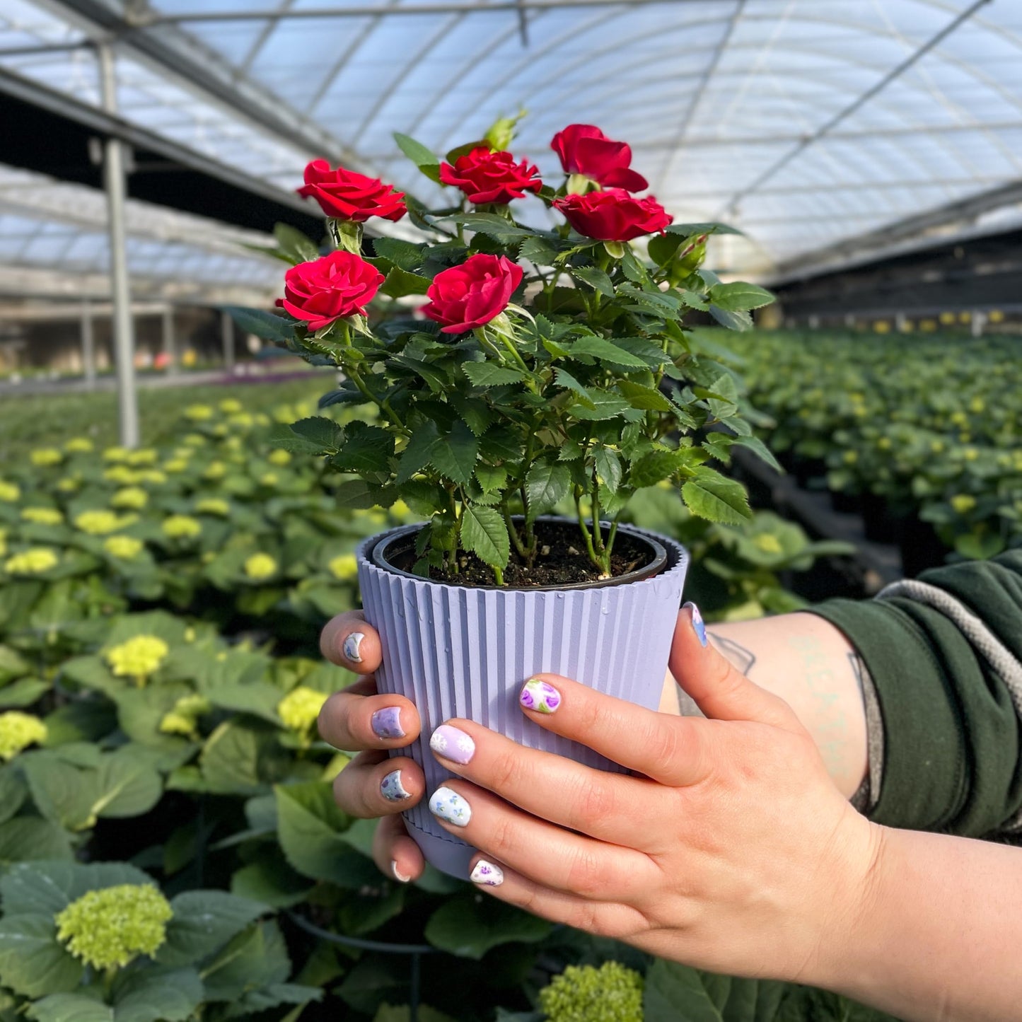 Thorsen's Greenhouse Mini Rose Bush, Spring Blooming Live Plant, Suprise Bloom Color, Gift for Mom, 4" Diameter Plant (Lavender)
