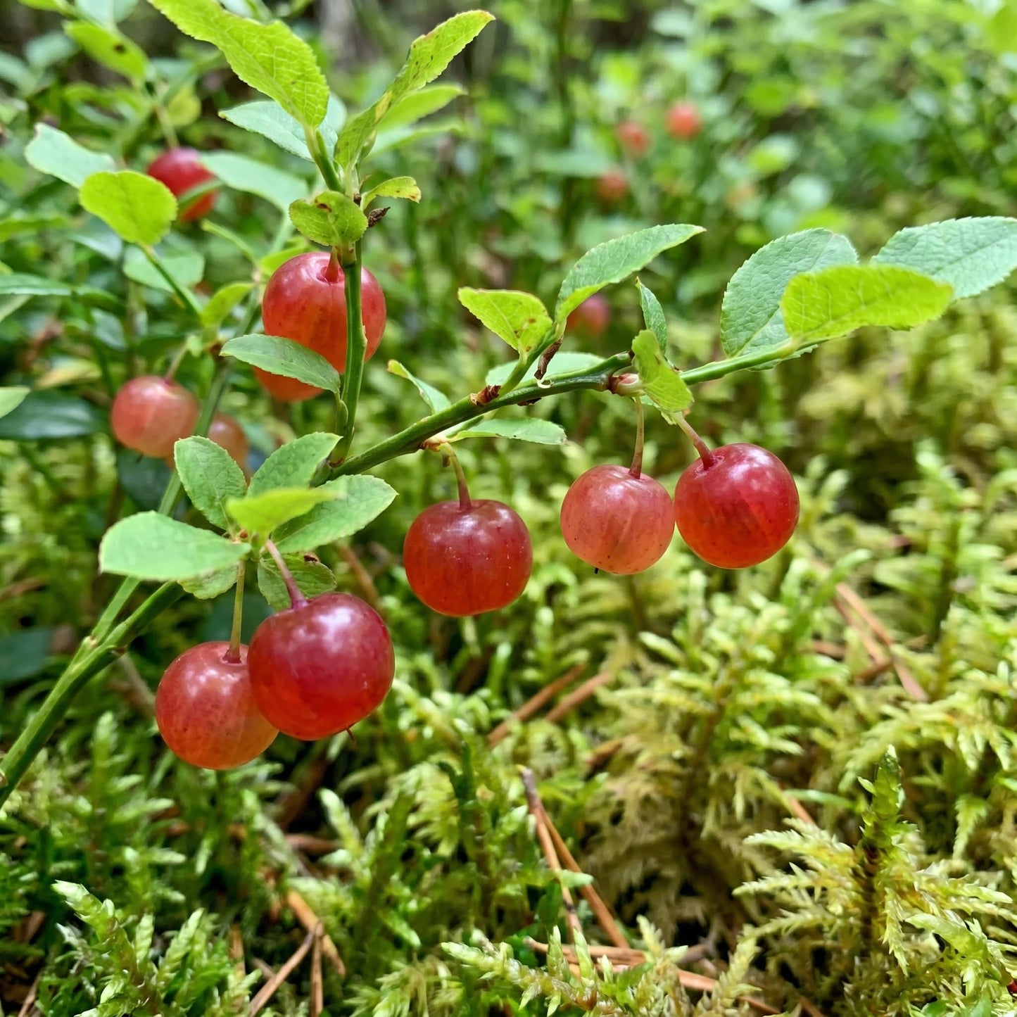 Huckleberry Plant Live, Sweet Edible Berries Tree 6-10 Inch Tall, Hardy Fruit Bushes for Outdoor Garden
