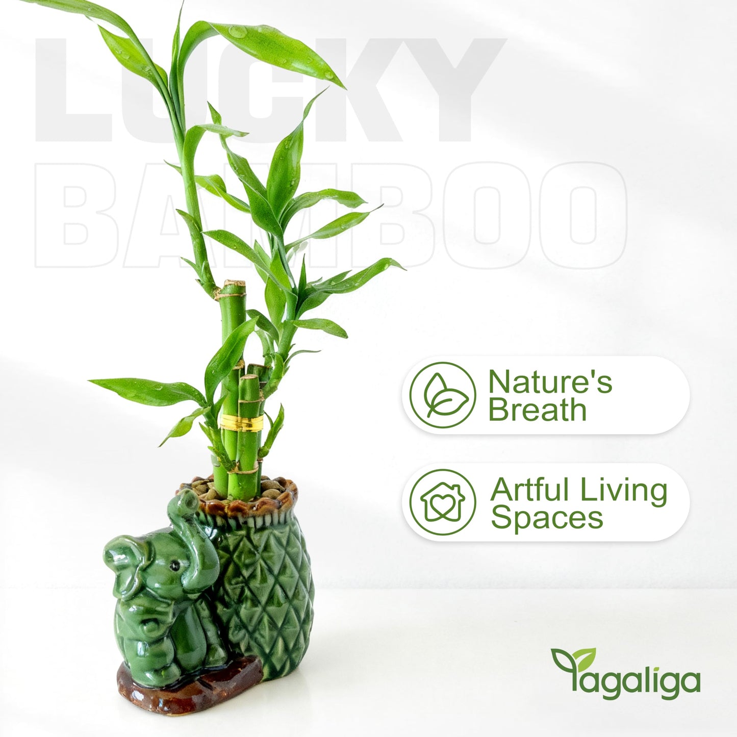Yagaliga Lucky Bamboo 3-Stalk (2×6″ + 1×8″) Live Indoor Plant Set – Elephant & Pineapple Ceramic Pot with Pebble Bag
