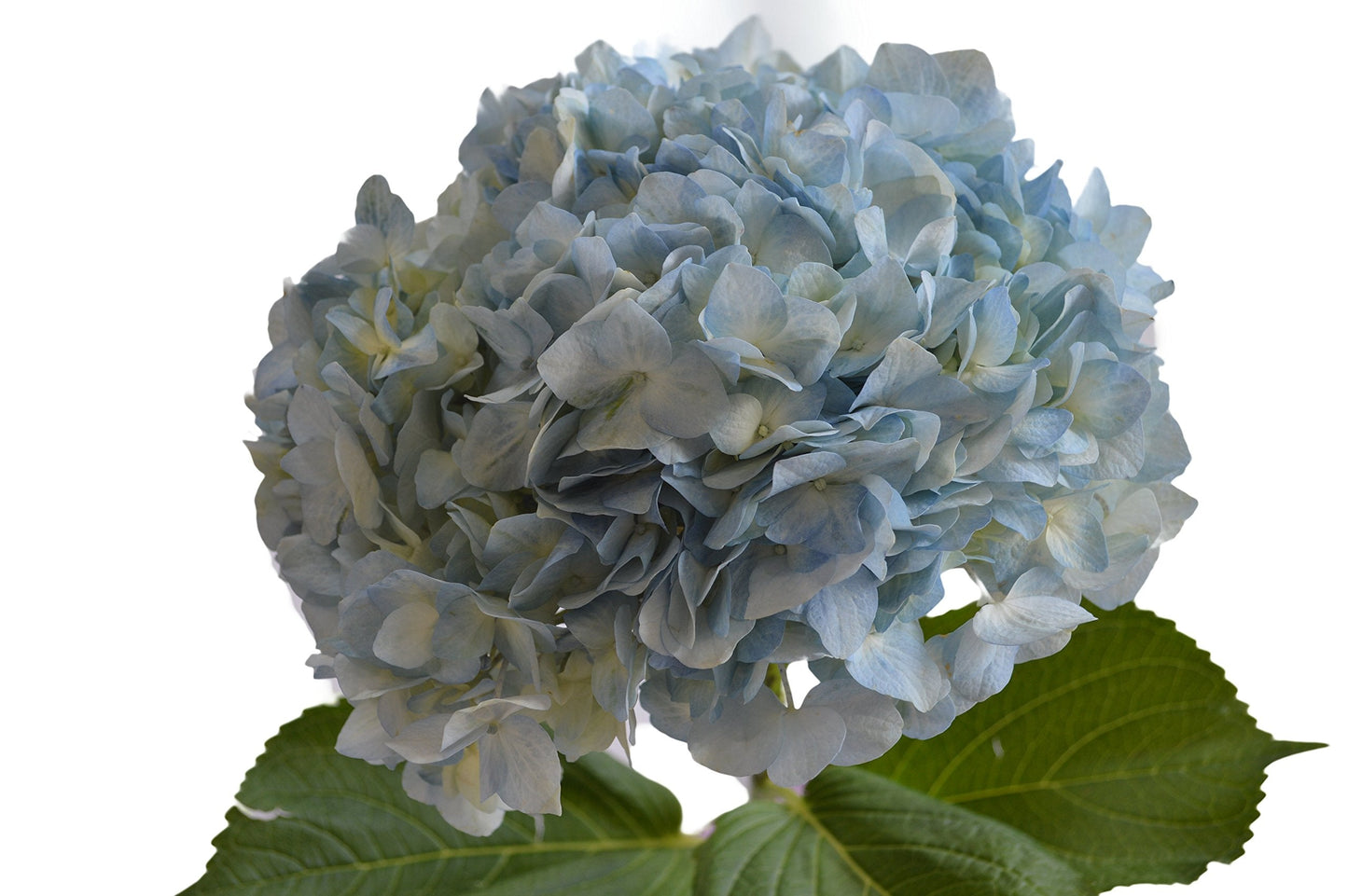 KaBloom - 15 Blue Hydrangeas (Farm-Fresh, Naturally Colored, Premium Quality - Fresh Flowers for Birthday, Valentine's & Mother's Day