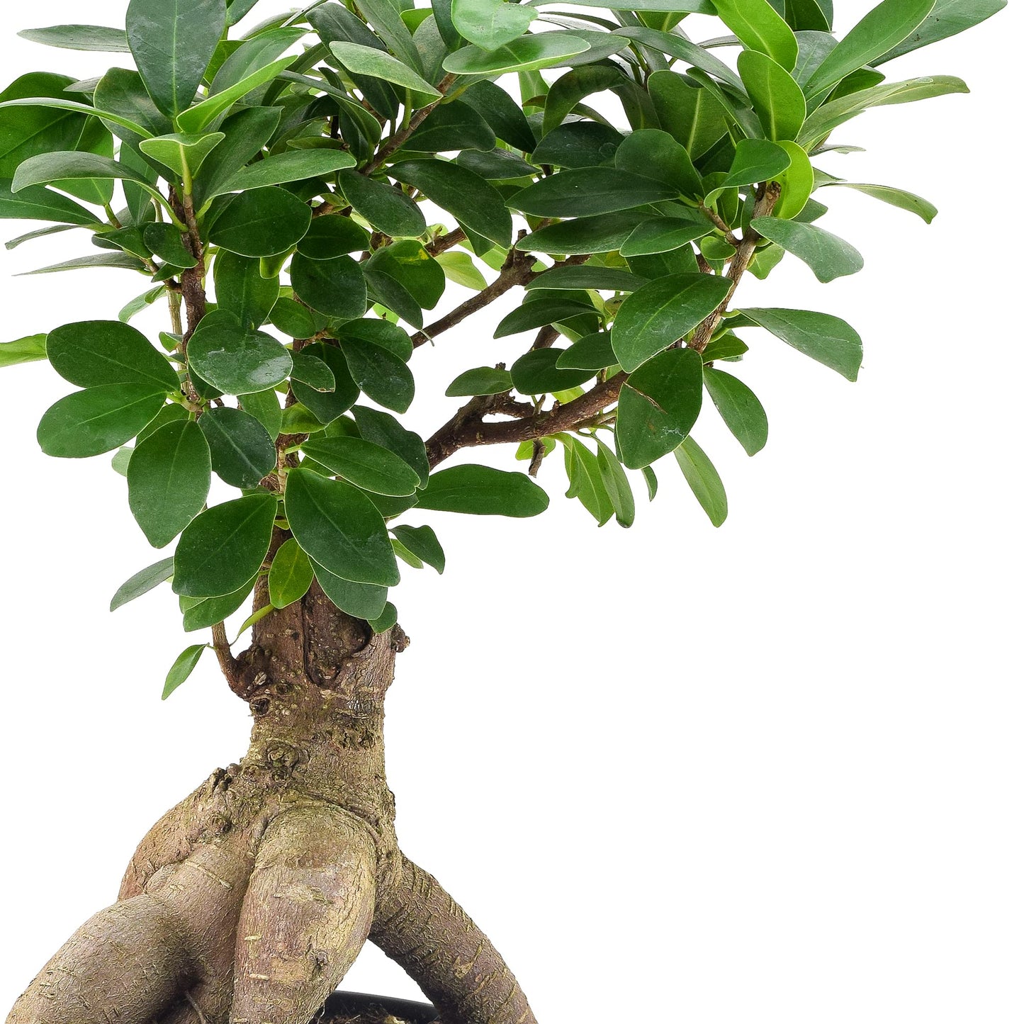 Arcadia Garden Products LV62 Ginseng Ficus Live Indoor Bonsai Plant in 6 in. Plastic Grower Pot, 6 Inch, Green *Sold By Amazon and Arcadia Garden Products*