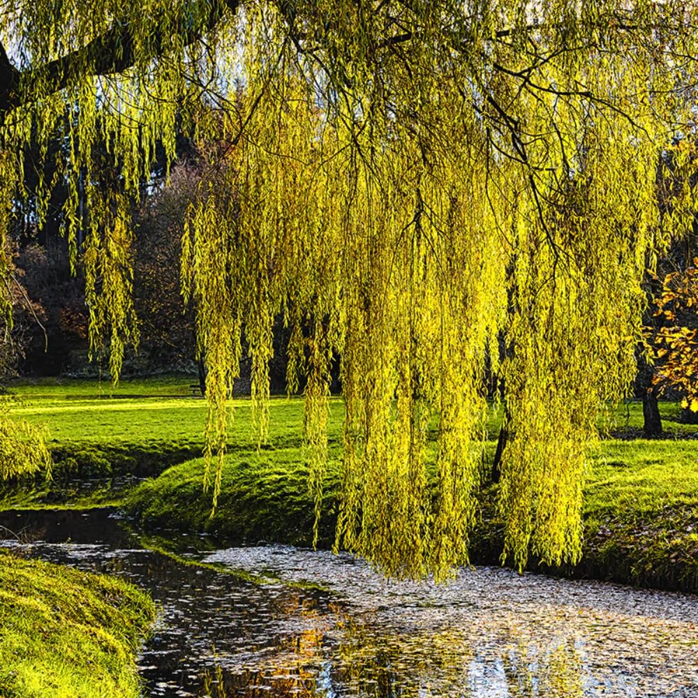 Set of 2 Weeping Willow Bare Root Trees, 1-2 Feet Tall Dormant Live Willow Plants, Fast-Growing Cold-Hardy Shrubs for Outdoor Landscaping