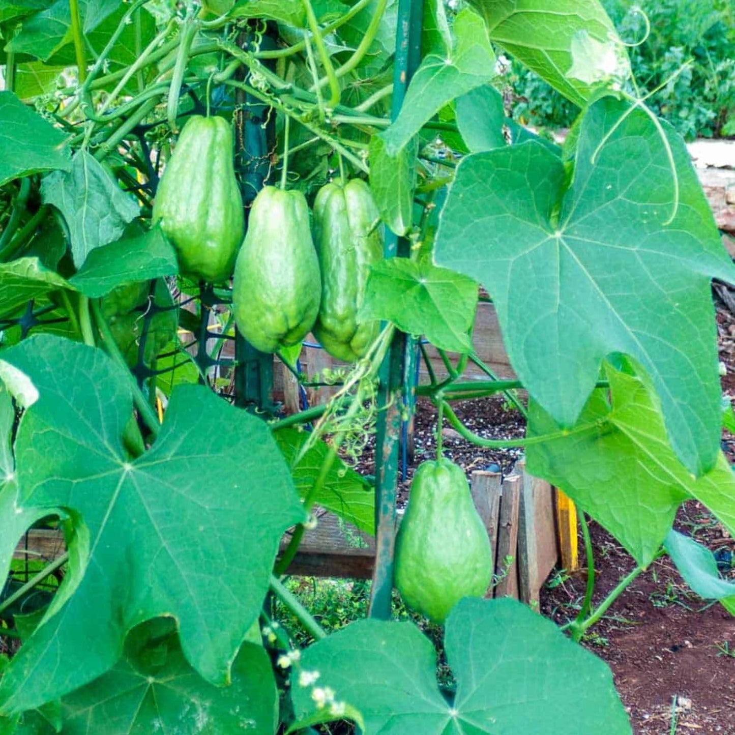 Chayote Live Plant, Chayote Squash Rooted, Chayote Vegetable Live Plant for Planting, Live Chayote Plant from 4 to 6 Inc Tall