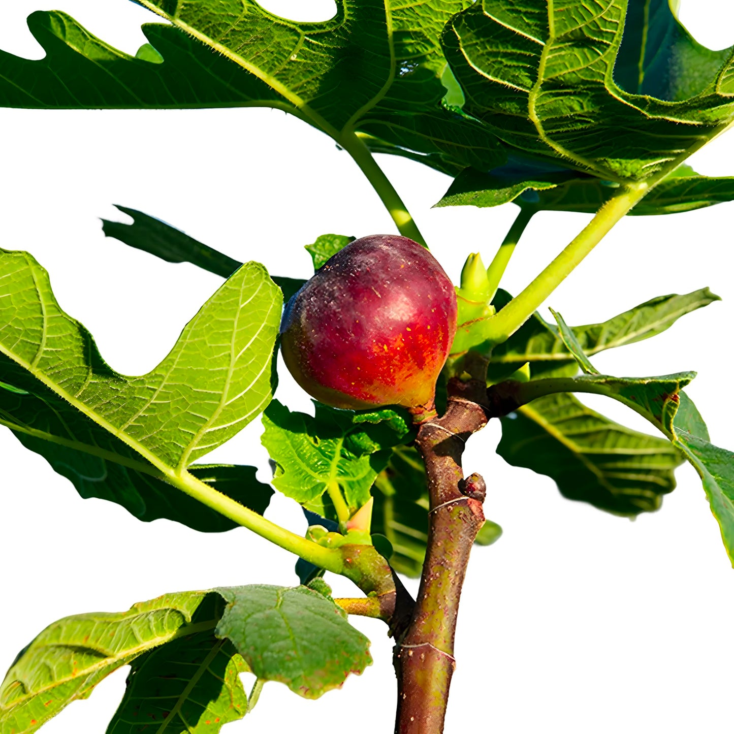 Chicago Cold Hardy Fig Tree Live Plant – Fast Growing, Cold Hardy Fruit Tree for Outdoor Planting – Chicago Cold Hardy Fig for Home Garden, Patio & Orchard (1 Gallon/Potted/Single Plant)