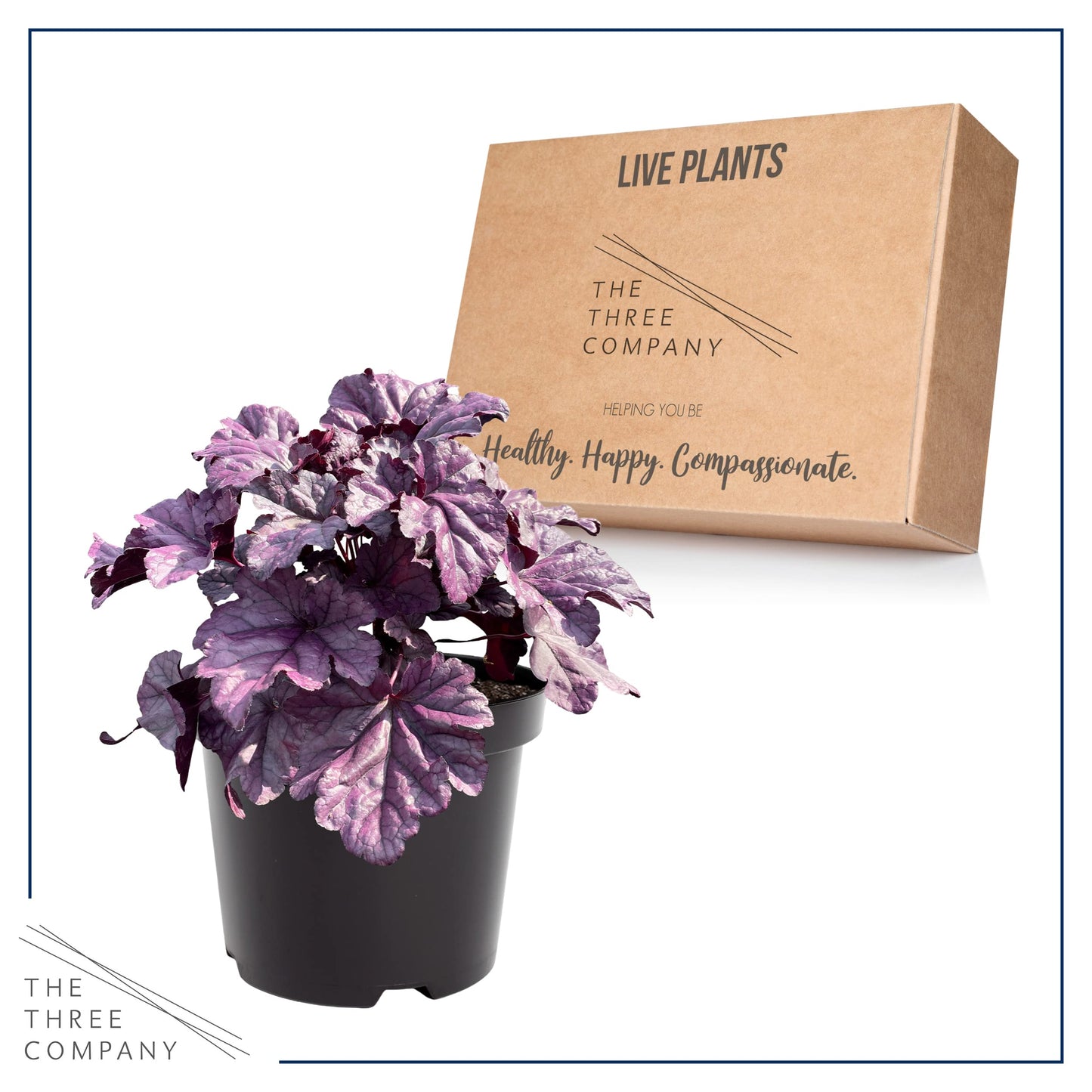 Live Heuchera (Coral Bells) - Shades of Purple - Beautiful Shade Perennial - Healthy Spring Plant - 12" Tall by 6" Wide in 2.5 Qt Pot
