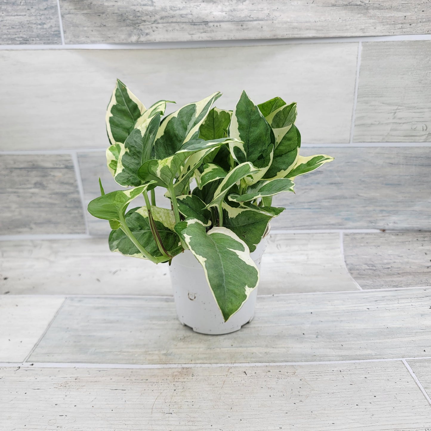 Pothos NJoy Live Houseplant 4 Inch Pot Established Variegated Epipremnum Aureum Easy Care Indoor Plant White Green Foliage Vining Devil's Ivy
