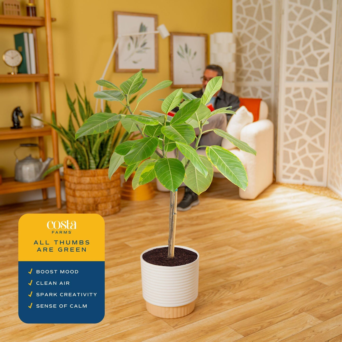 Costa Farms Ficus Audrey Tree Live Plant in Decorative Pot, Large Indoor Houseplant, Perfect for Home, Room, or Office Decor, Great House Warming or Birthday Gift, 2-3 Feet Tall