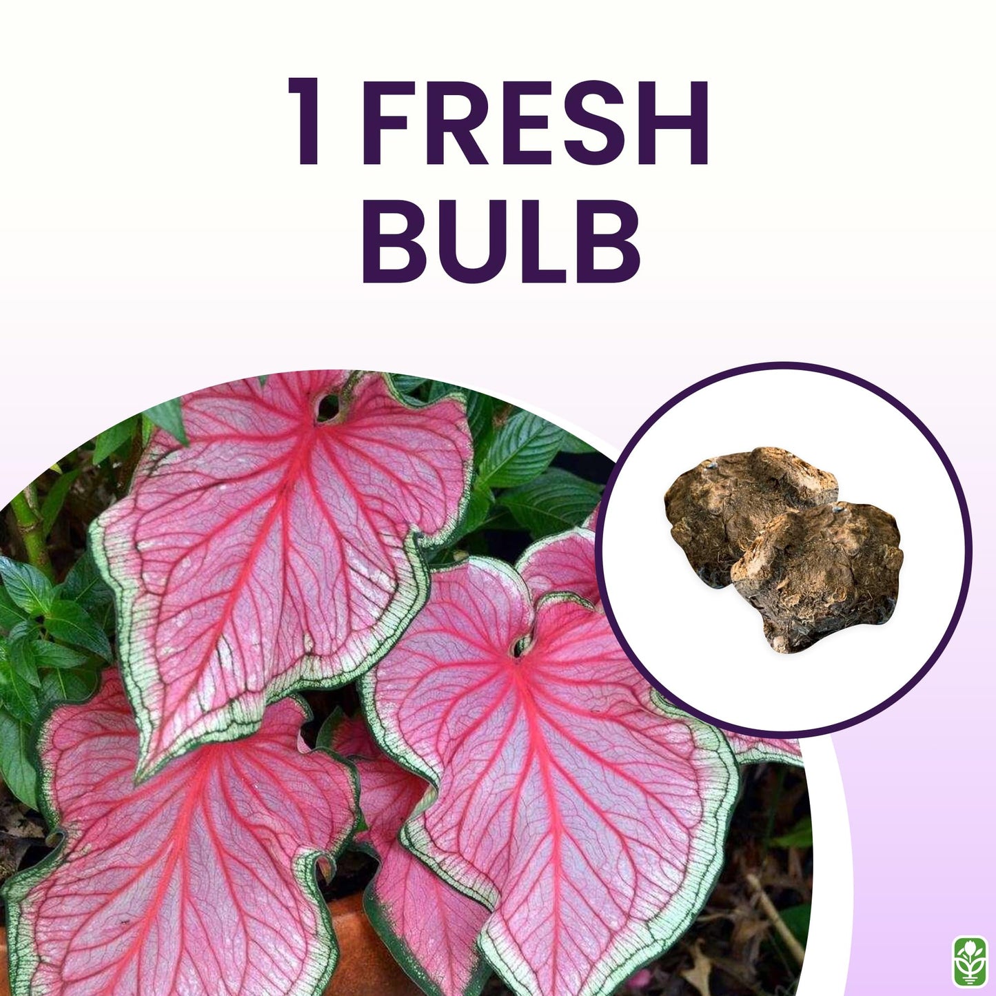 Florida Sweetheart Caladium Bulbs for Planting - Pink Strap - Large Root - Stunning Pink Foliage - Hardy in Zones 9-11 - Perfect for Gardens and Containers