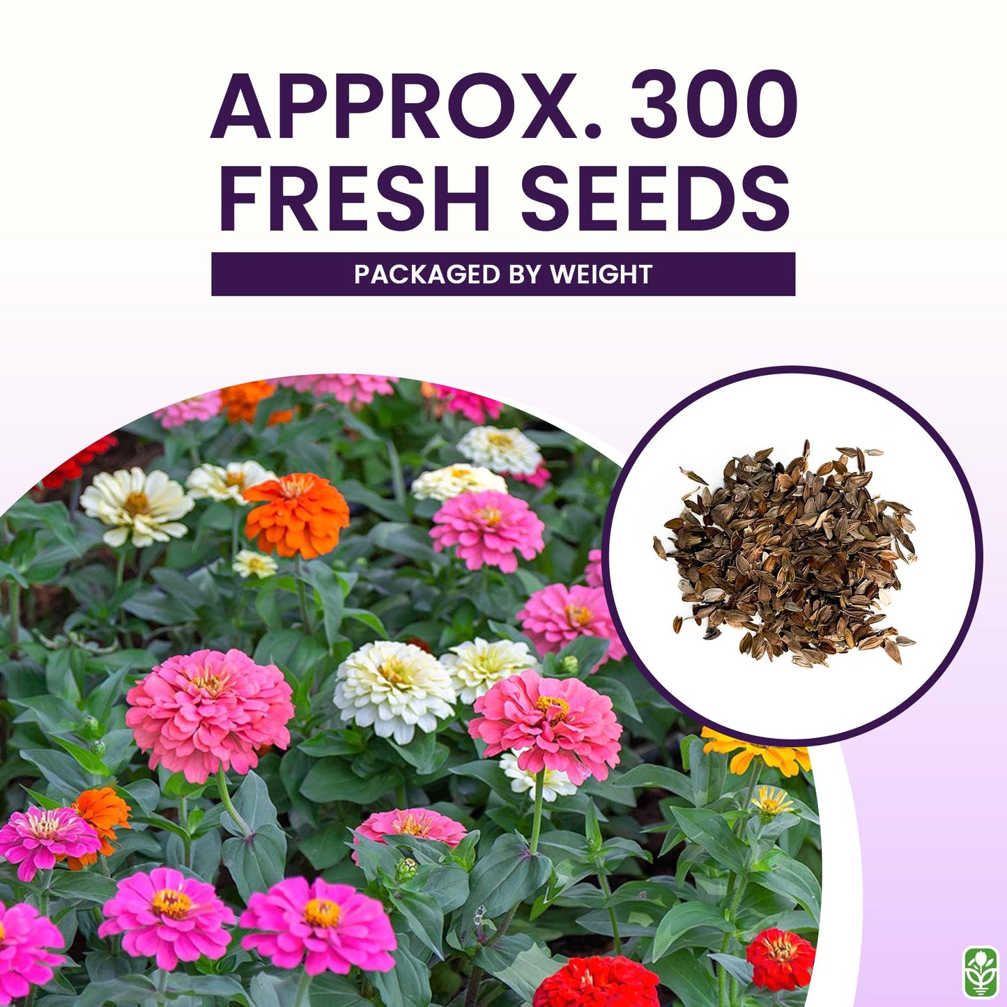 Mixed Zinnia Seeds for Planting Outdoors - 300 Fresh Seeds - Cut-and-Come-Again Zinnia Flowers - Grown in The USA