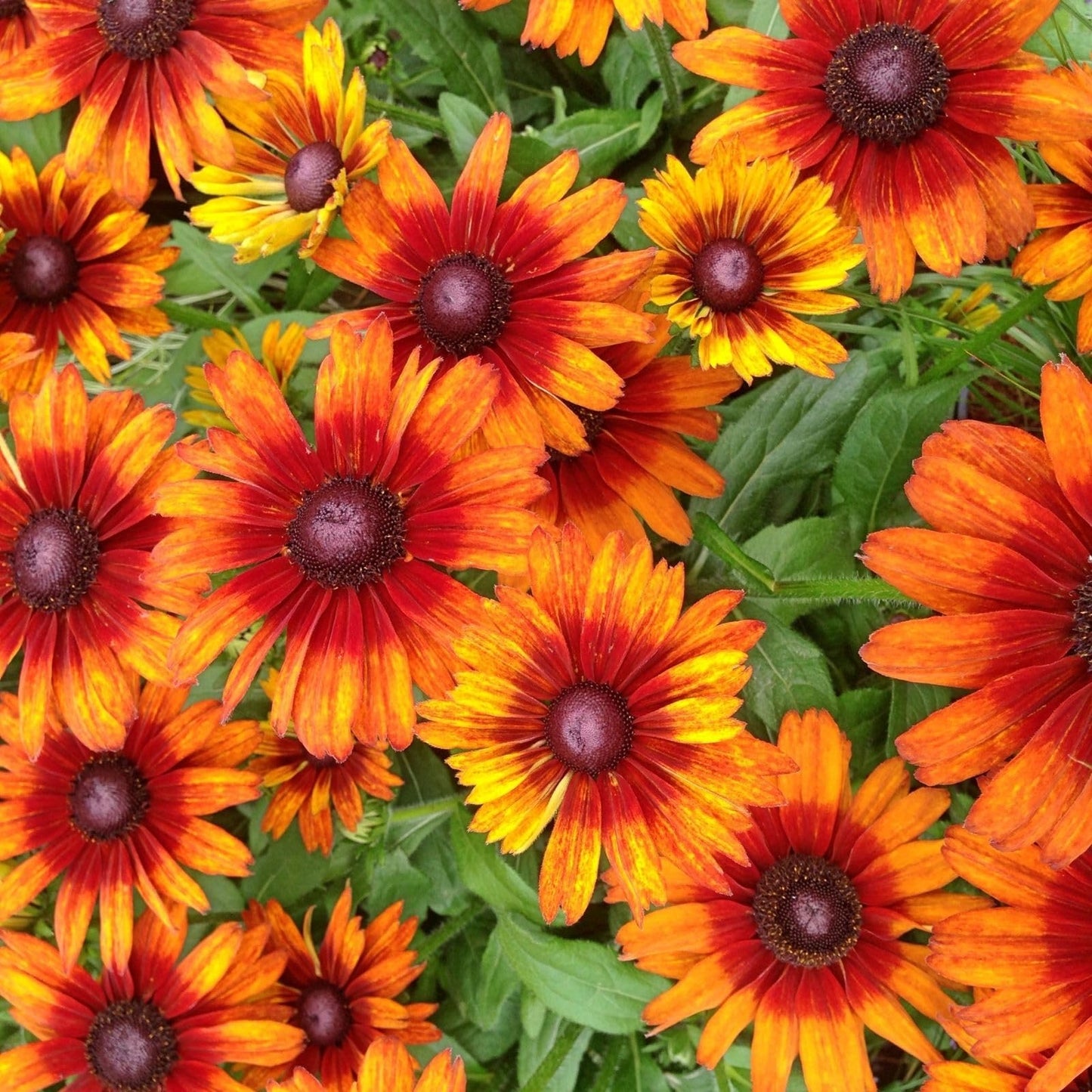 Clovers Garden Black Eyed Susan (Rudeckia) Autumn Colors Plants – Two (2) Live Plants – Non-GMO - Not Seeds - Each 4" to 8" Tall – in 4" Inch Pots – Perennial, Pollinator Friendly, Drought Tolerant