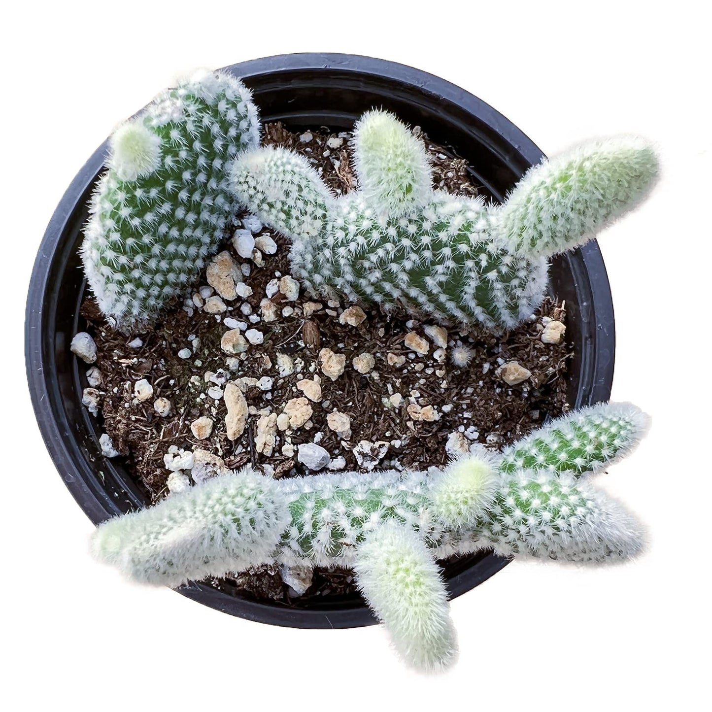Sprout N Green Opuntia microdasys albata 'Bunny Ears', Live Cactus Plant Rooted in 4in Nursery Pot, Indoor Outdoor Office Home Holiday Décor