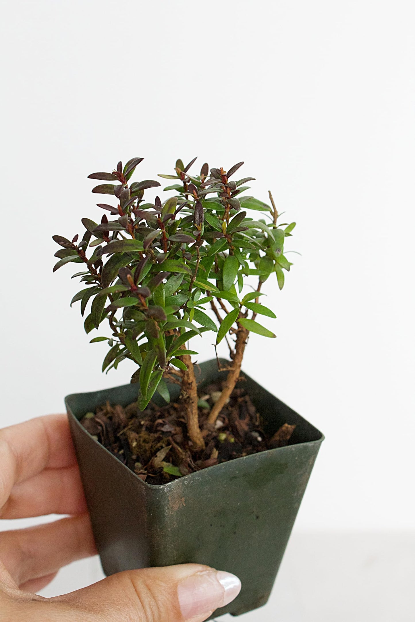 Generic Bonsai Starter Myrtle Compacta Plant Gift Mini Starter Plant 2 inch Pot Outdoor Zen Garden Gift for Mom (1), Green