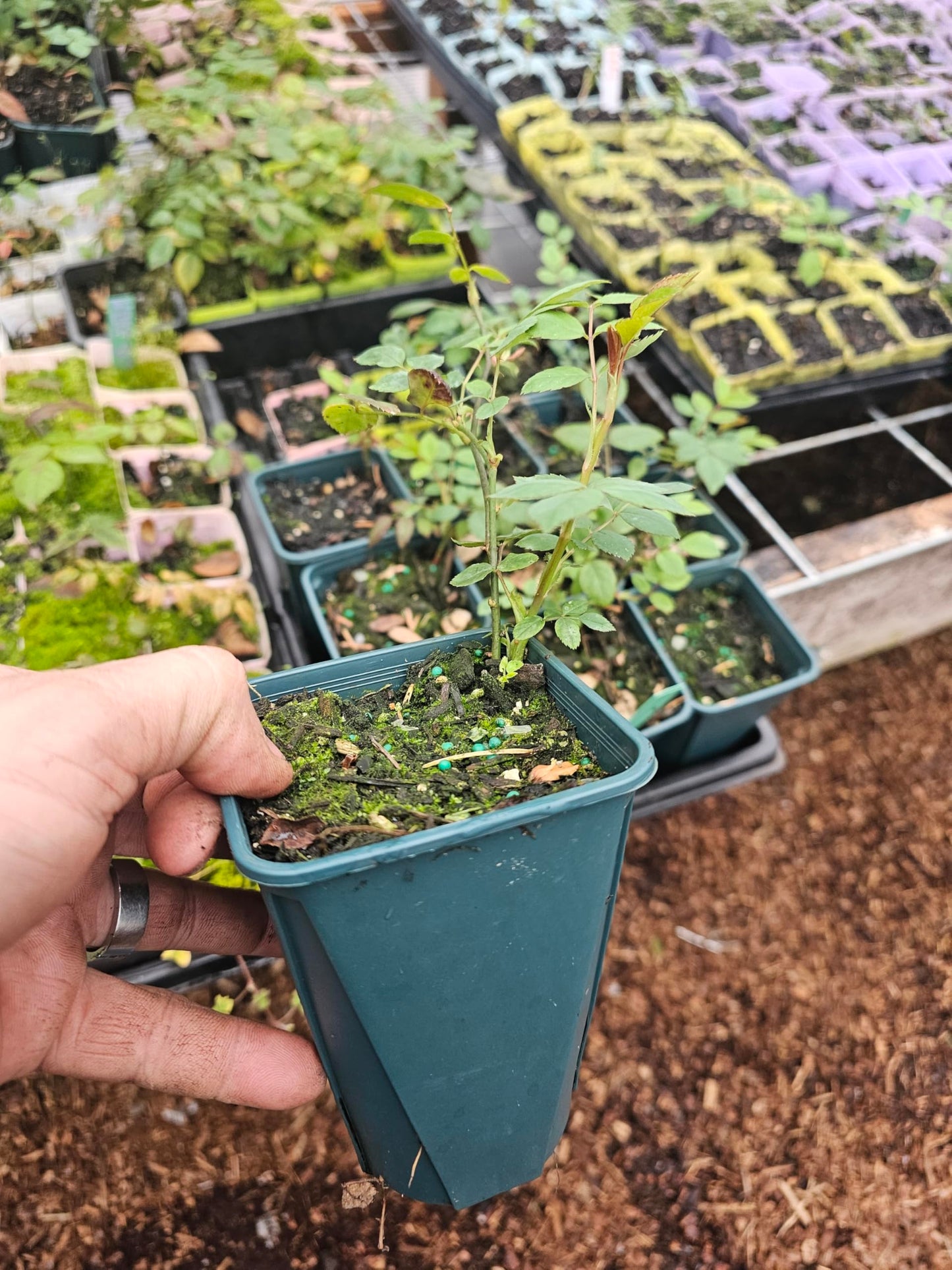 ONE Large Live Pink Climbing Rose Flower Plant Butterflies Hummingbird Growing as Shown, Growing in 5" Pot from Fairy Garden Farms on The Beautiful Oregon Coast
