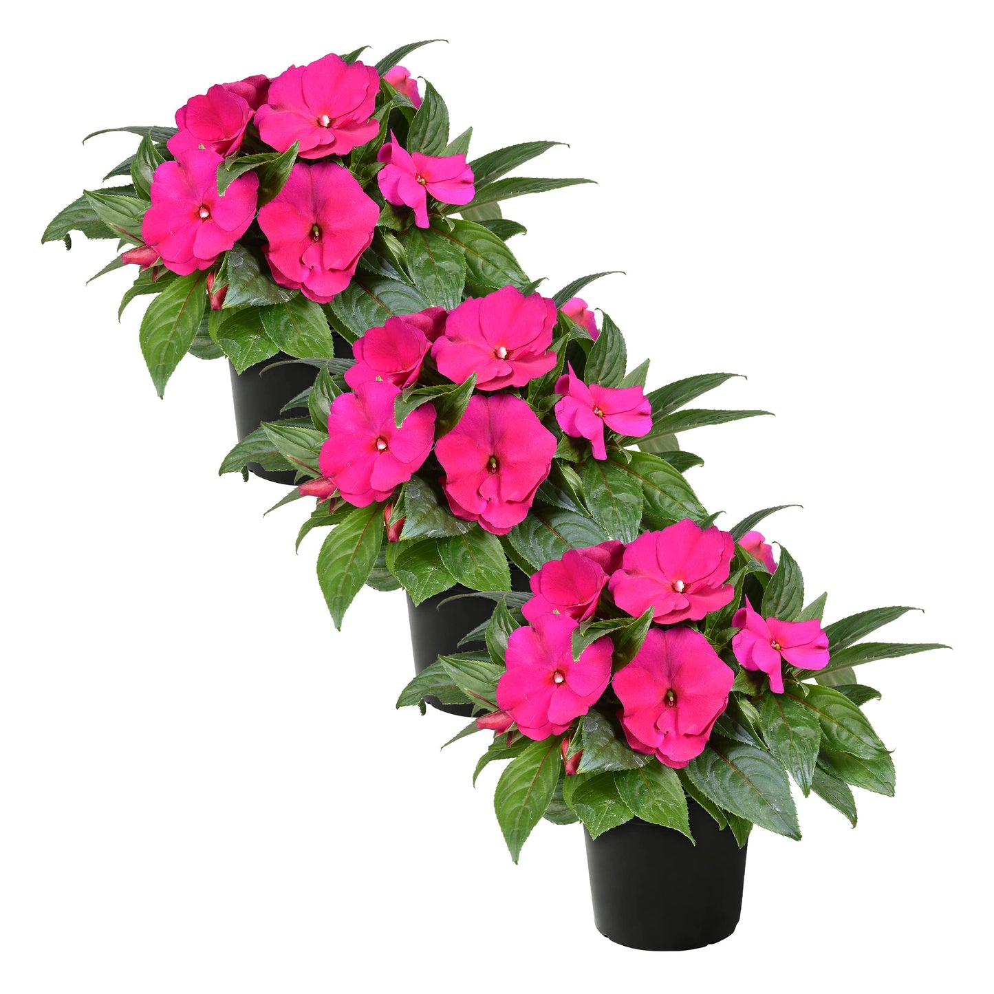 Live Flowering New Guinea Impatiens - Shades of Pink (3 Plants Per Pack) - Beautiful Shade Flowers - 12" Tall by 5" Wide in 1 Qt Pot