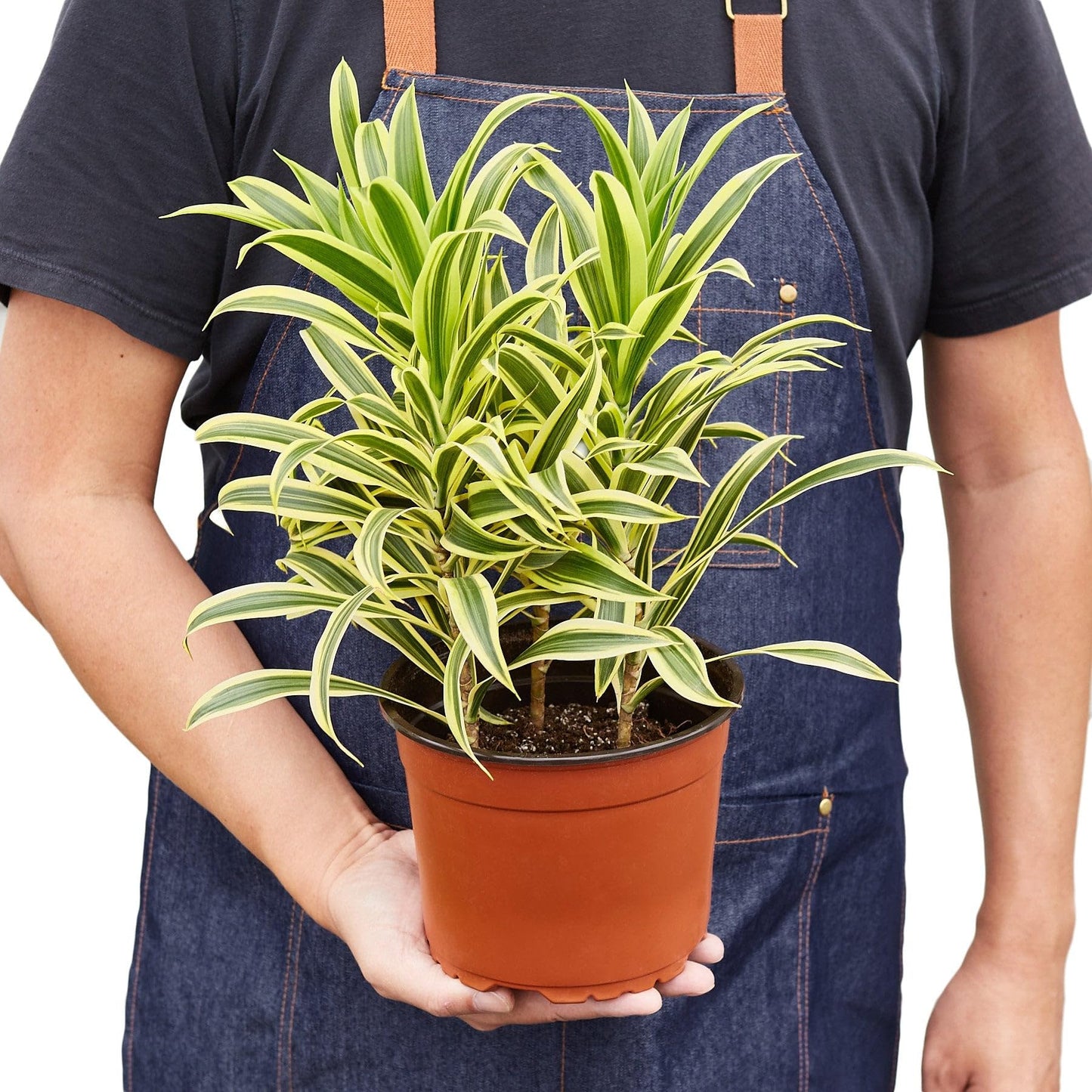 7 Pack Dracaena 'Song of India' in 4in Pot - Live Plants Tropical Houseplants | Variegated | USA Growers | The Snobby Leaf