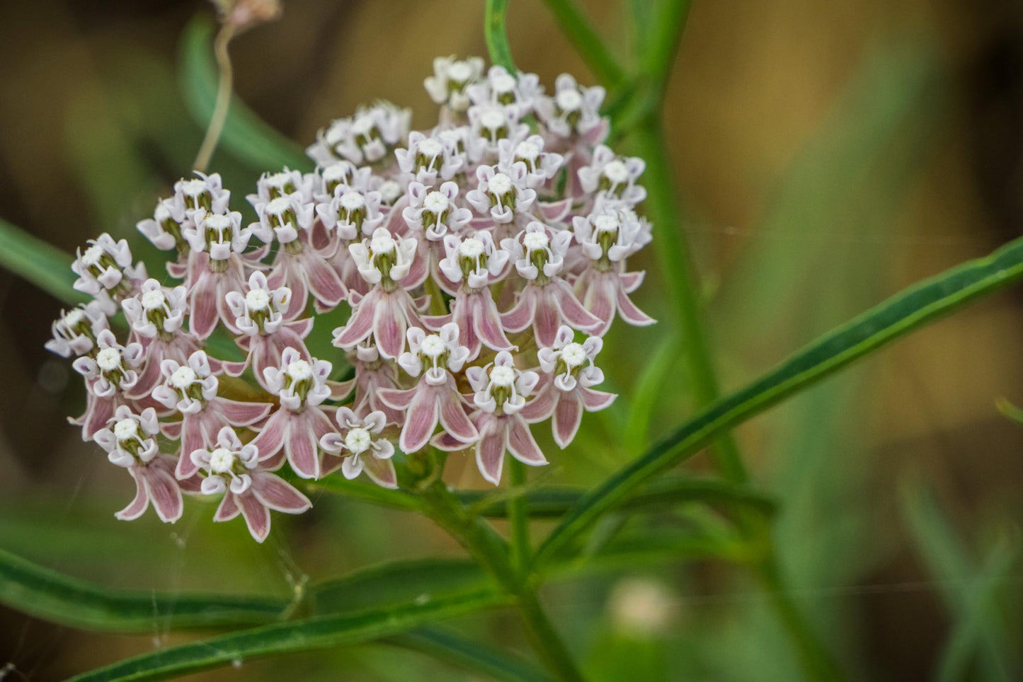 Narrowleaf Milkweed 6 Live Plants (Asclepias fascicularis) – California Native Wildflower for Outdoor Gardens, Monarch Butterfly Host Plant, Drought Tolerant Pollinator Friendly Landscaping