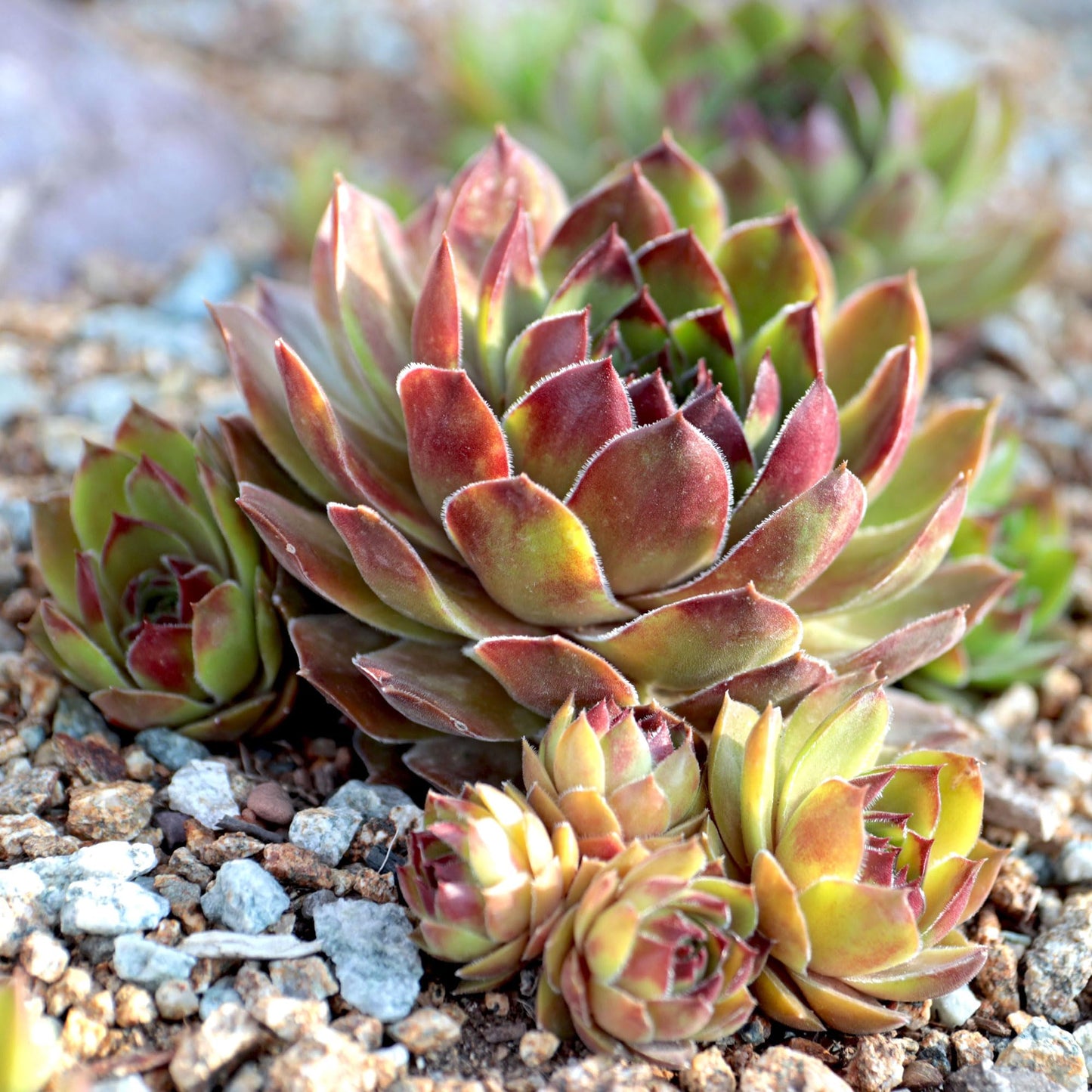 Mountain Crest Gardens Sempervivum Succulent Variety Pack - 6 Hardy Live Rosette Plants, No Repeats, Rooted in 2 Inch Pots - for Rock Gardens, Containers, DIY Displays