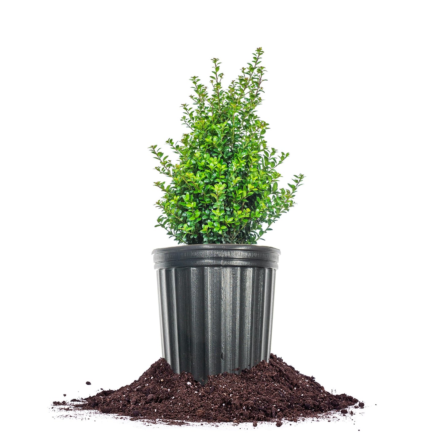Perfect Plants Steeds Holly Bush 1 Gallon | Tall Evergreen Shrub in Growers Pot for Privacy Shield or Landscape Interest.