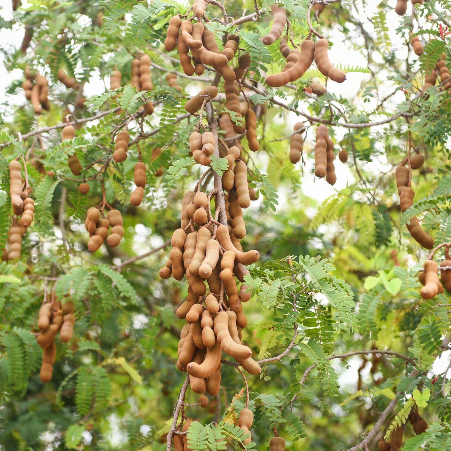 Tamarind Tree Live Plant in 4 Inch Pot, 6-10 Inches Tall for Outdoor Growing, Tropical Fruit Tamarind Plants