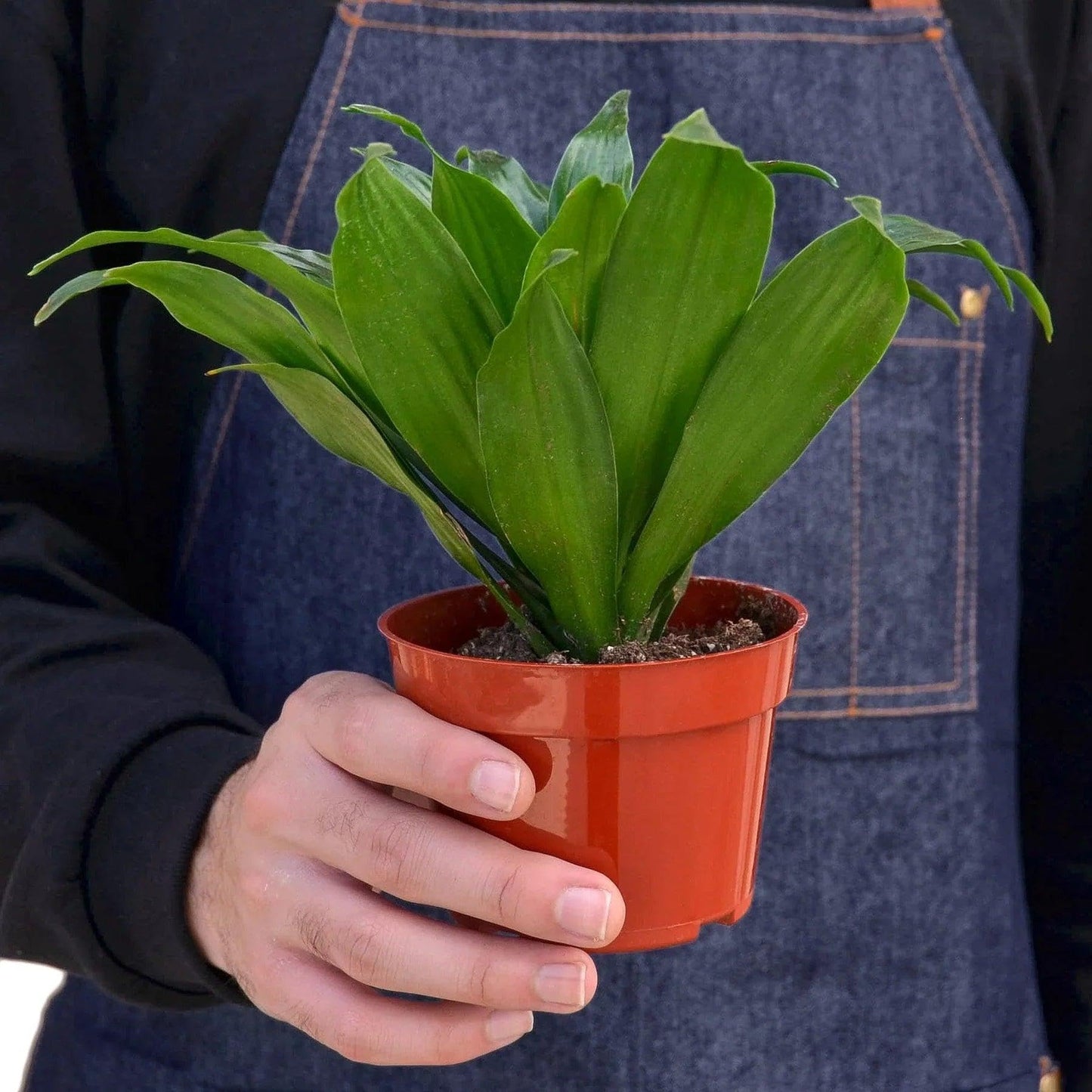 Dracaena 'Janet Craig' | Live Plant for Indoor & Outdoor | for Living Room, Office, Bathroom | (4" Pot)