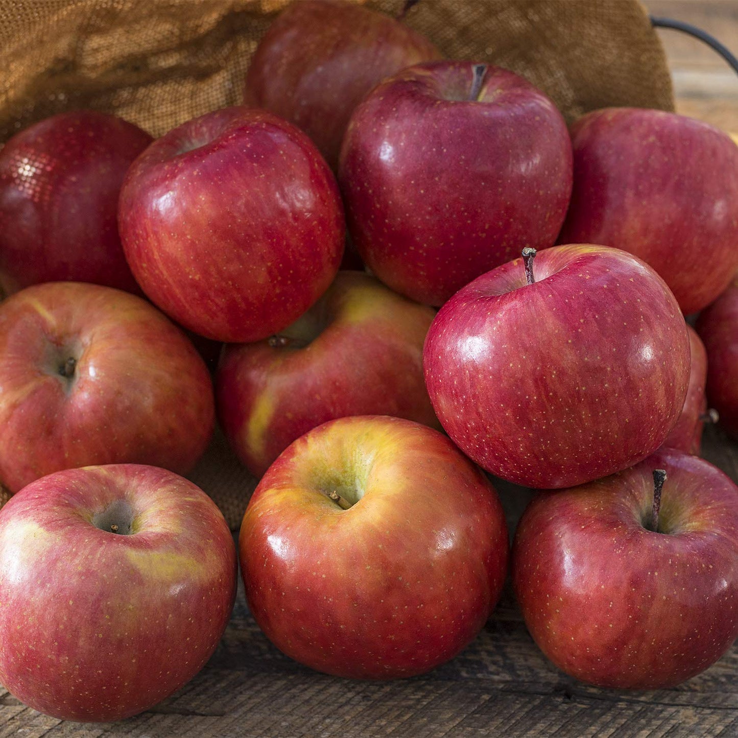 GURNEY'S - Fuji Apple Standard Fruit Tree, Dormant Bare Root Starter Tree, 1-Pack - Due to State restrictions Can't Ship to Montana